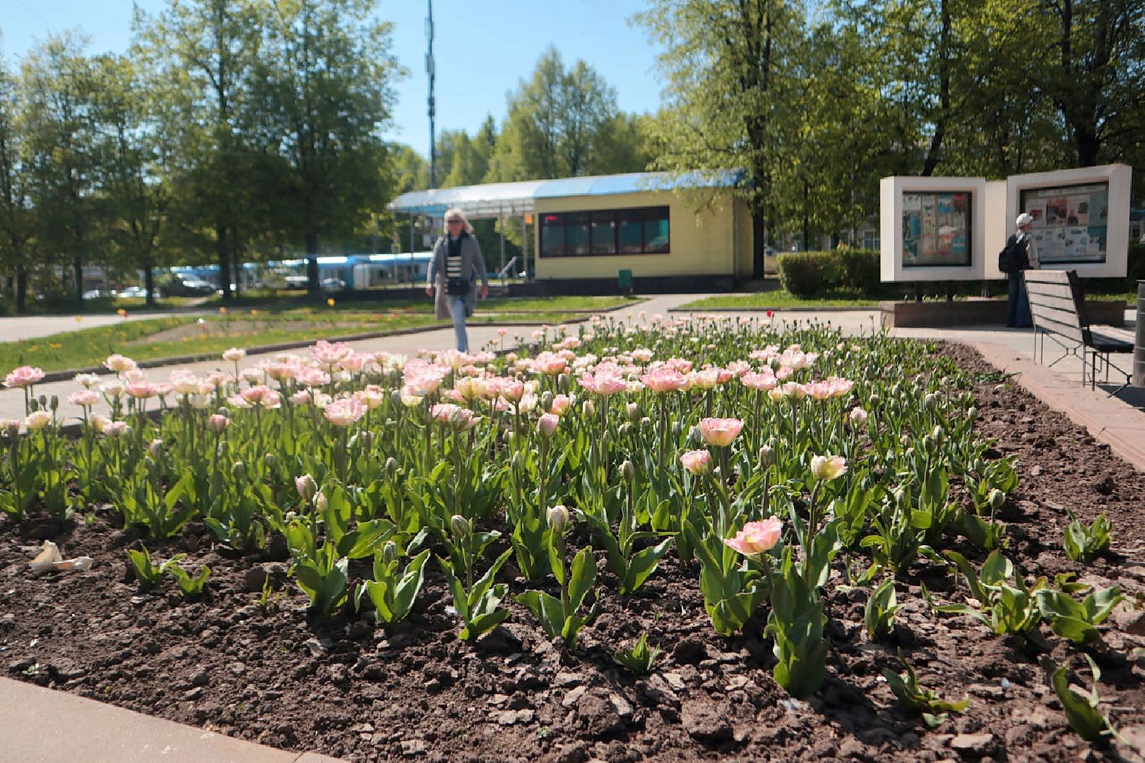 Пущино, благоустройство, цветники