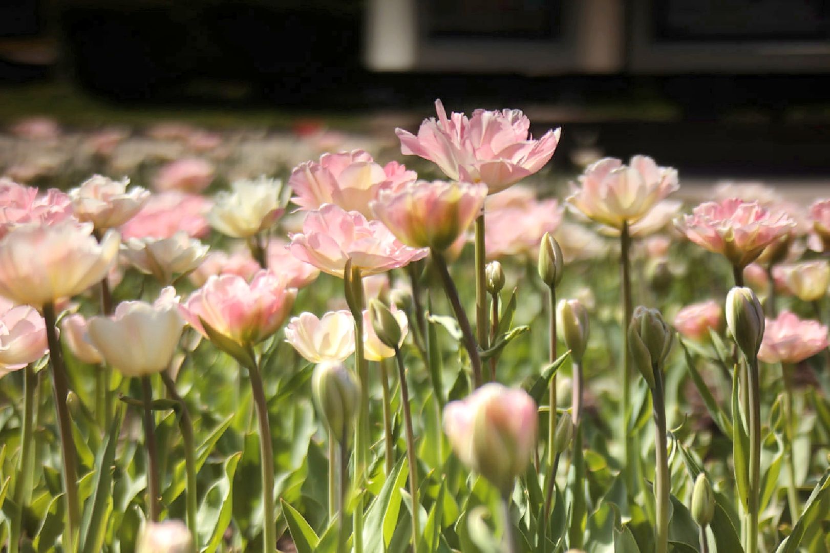 Пущино, благоустройство, цветники