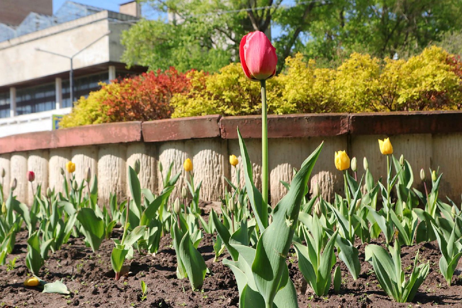 Пущино, благоустройство, цветники