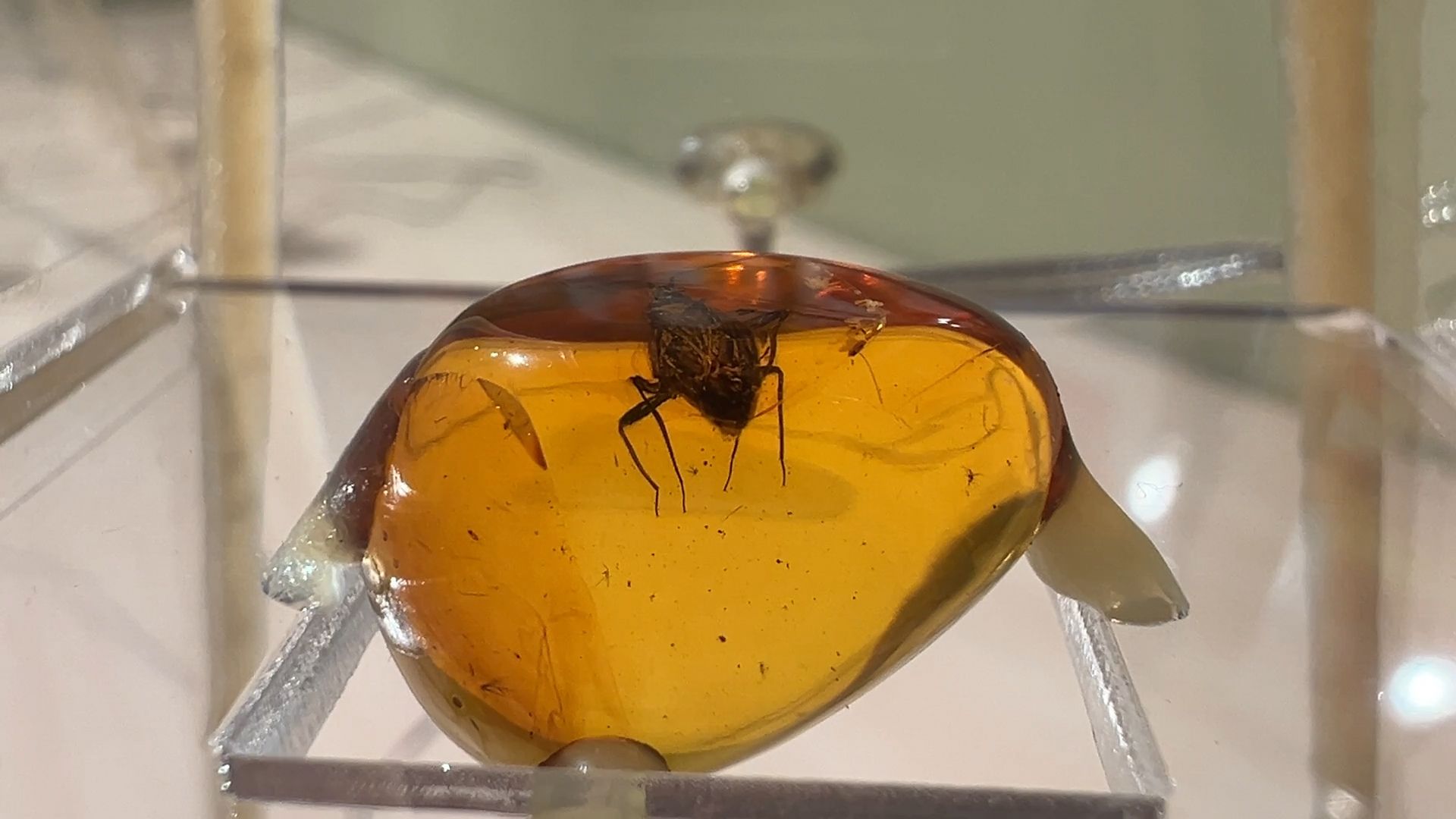 выставка доисторические насекомые в янтаре открыта в балашихе, балашиха, балашихинский историко-краеведческий музей,