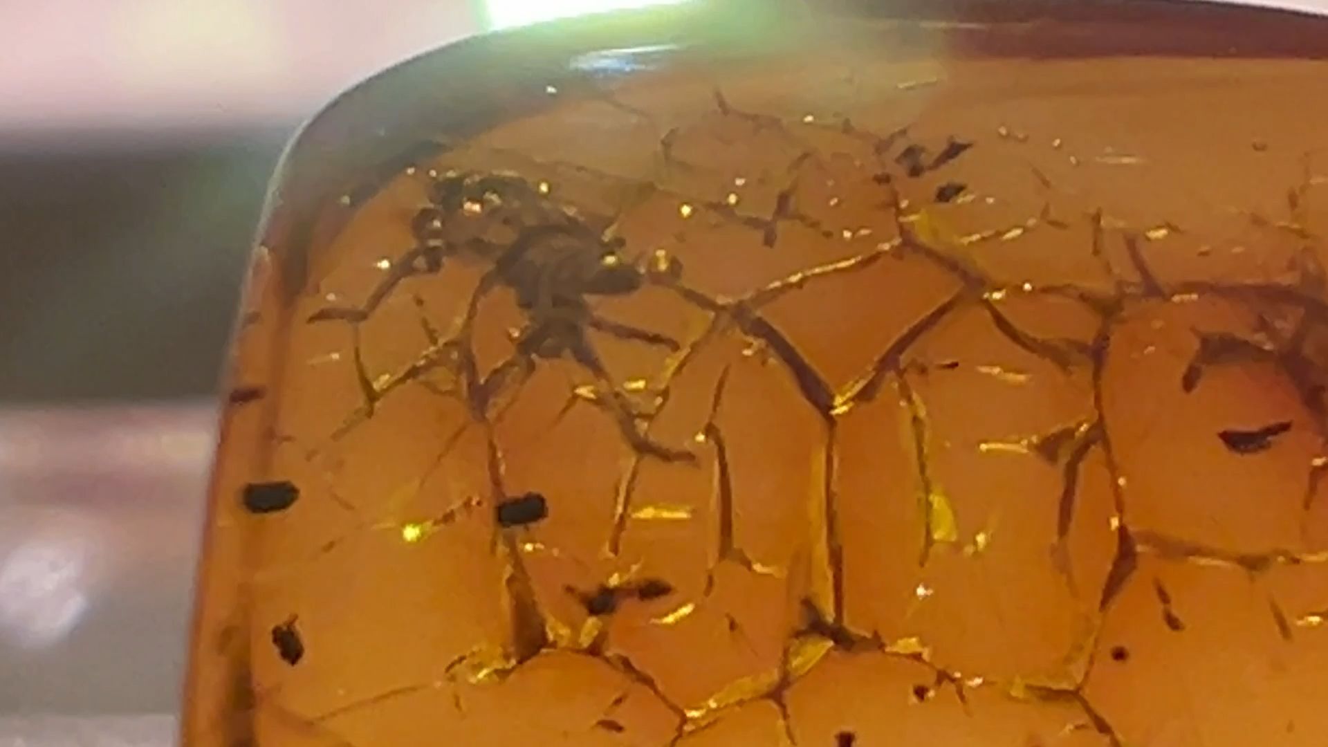 выставка доисторические насекомые в янтаре открыта в балашихе, балашиха, балашихинский историко-краеведческий музей,