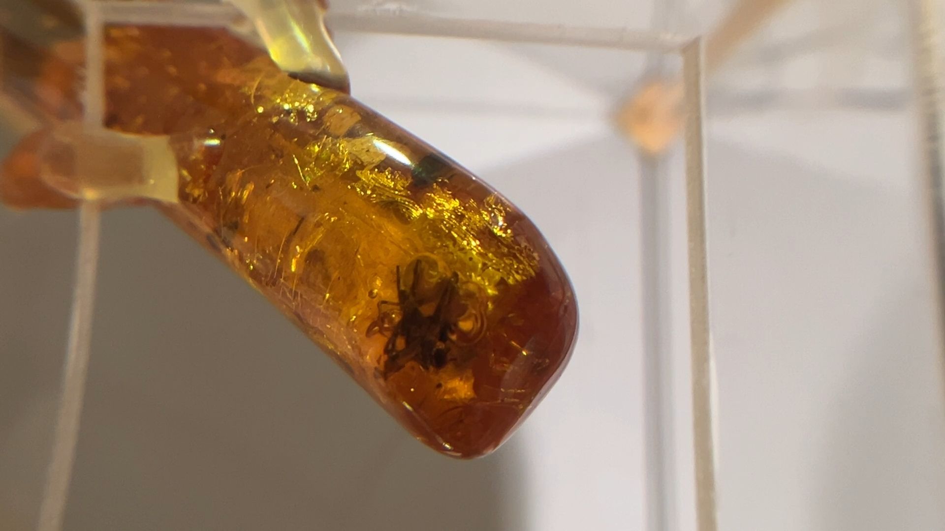 выставка доисторические насекомые в янтаре открыта в балашихе, балашиха, балашихинский историко-краеведческий музей,