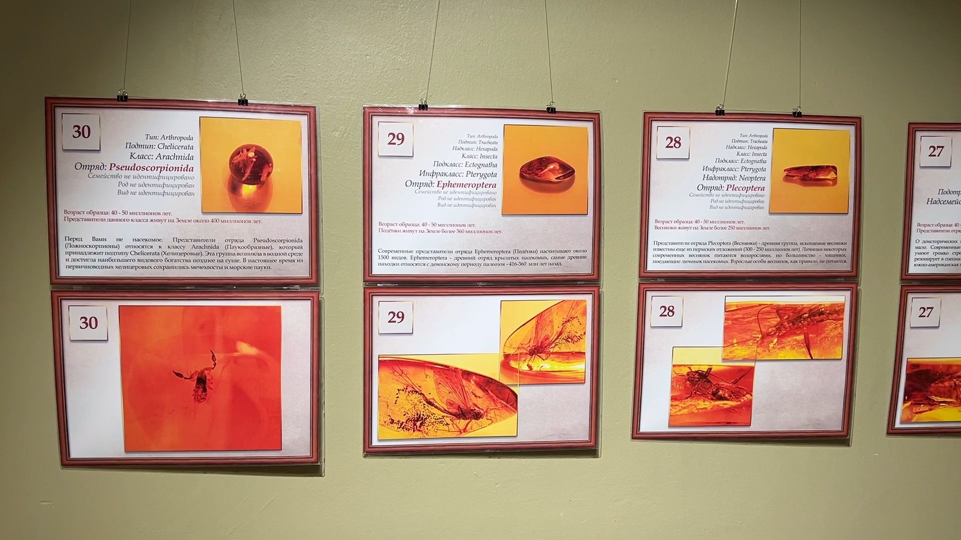 выставка доисторические насекомые в янтаре открыта в балашихе, балашиха, балашихинский историко-краеведческий музей,