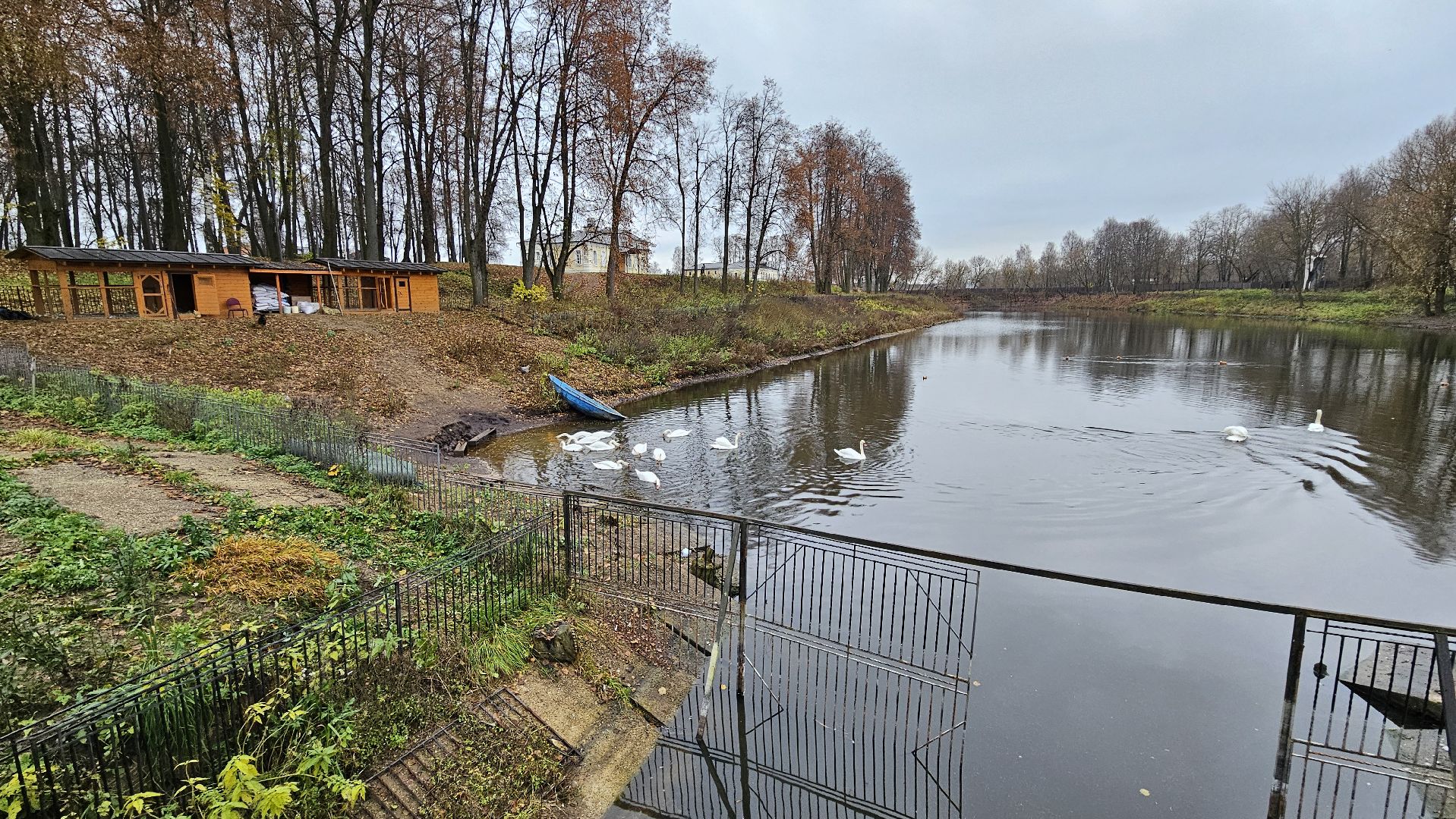 долгопрудный,центральный парк победы, лебеди, лебедь белая, иван да марья,усадьба брюса,