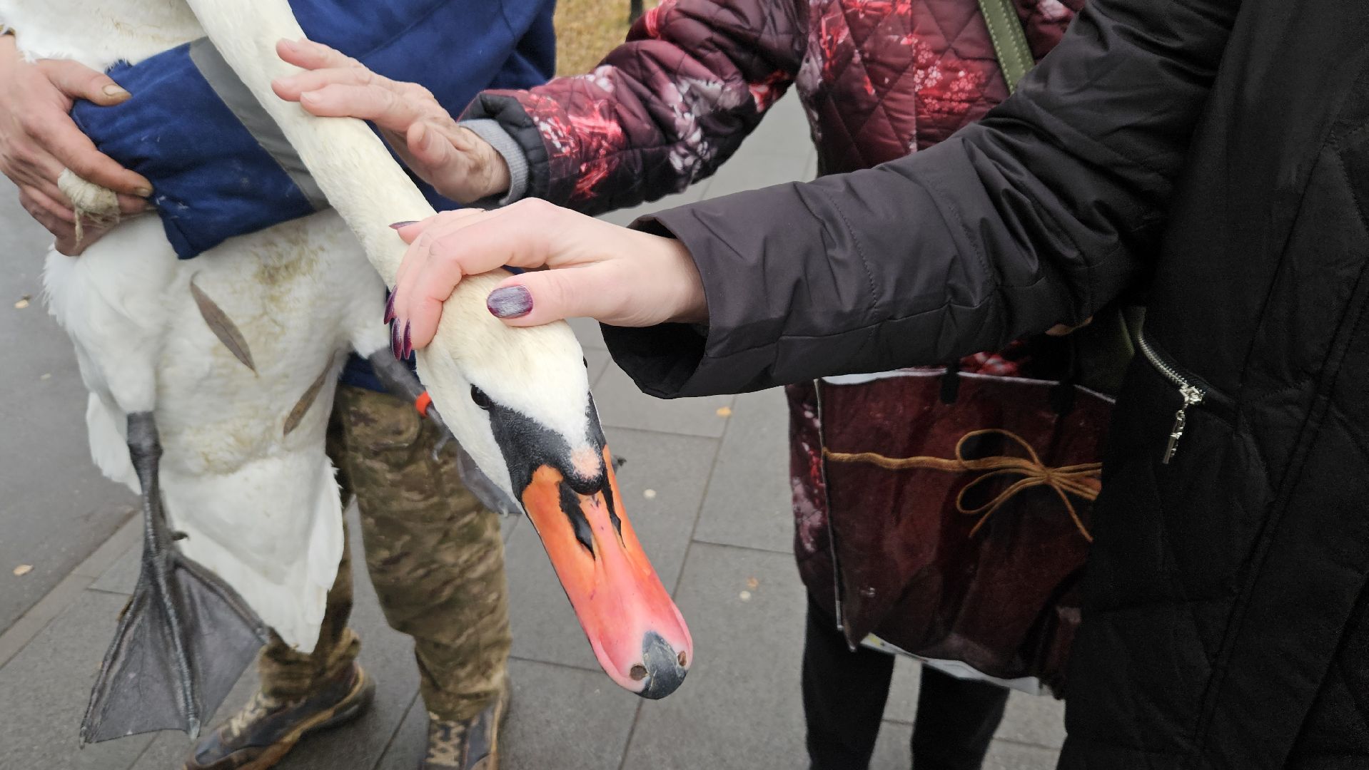 долгопрудный,центральный парк победы, лебеди, лебедь белая, иван да марья,усадьба брюса,