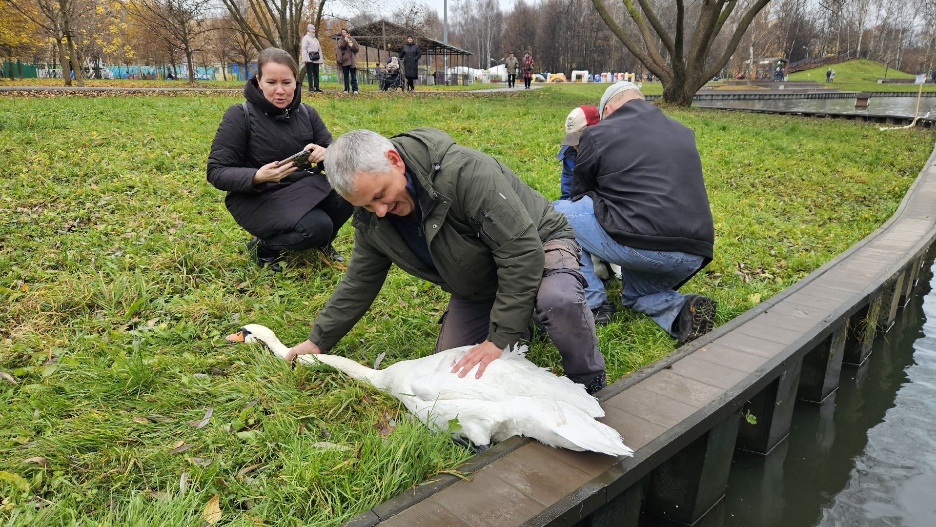 долгопрудный,центральный парк победы, лебеди, лебедь белая, иван да марья,усадьба брюса,