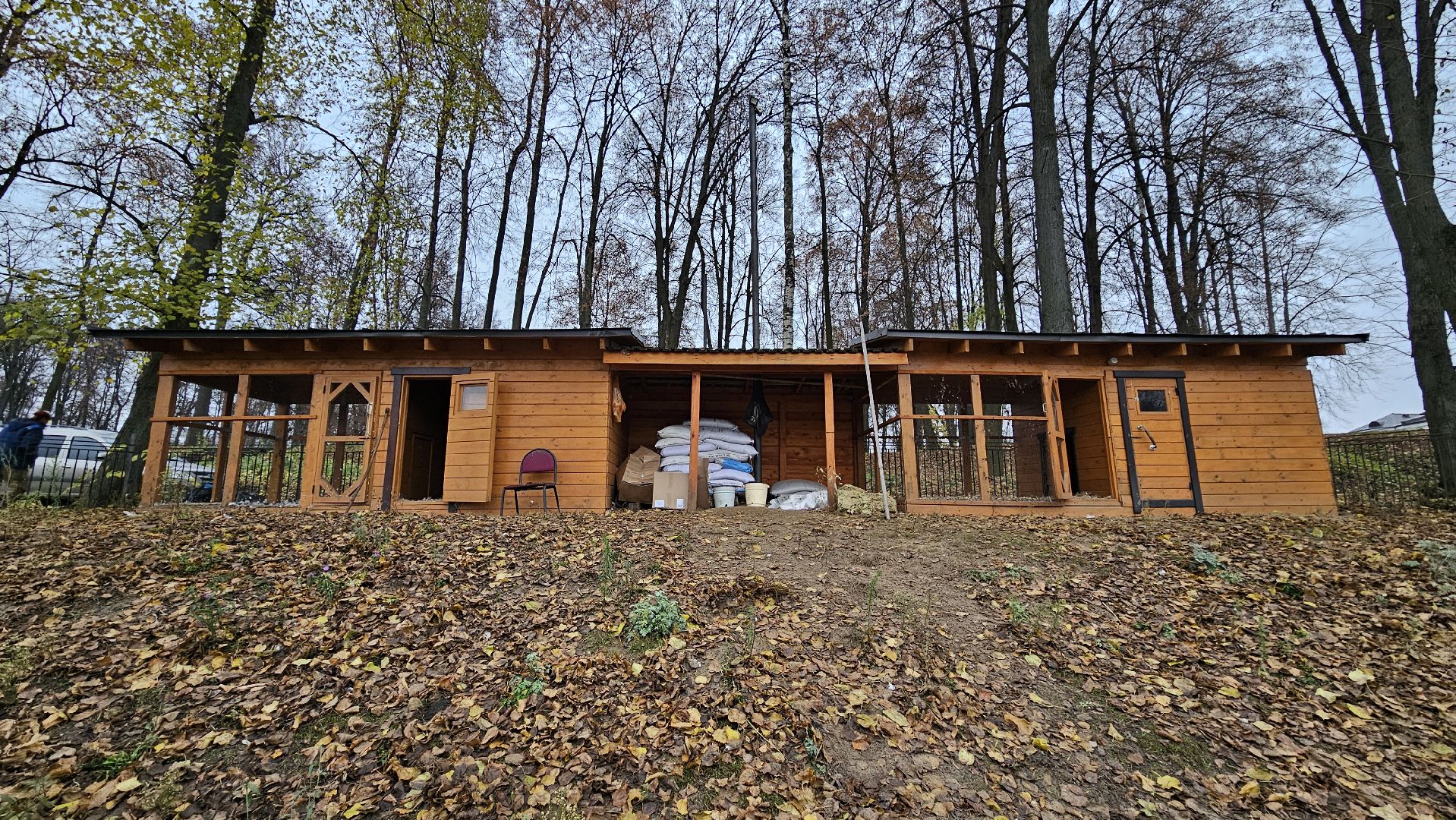 долгопрудный,центральный парк победы, лебеди, лебедь белая, иван да марья,усадьба брюса,