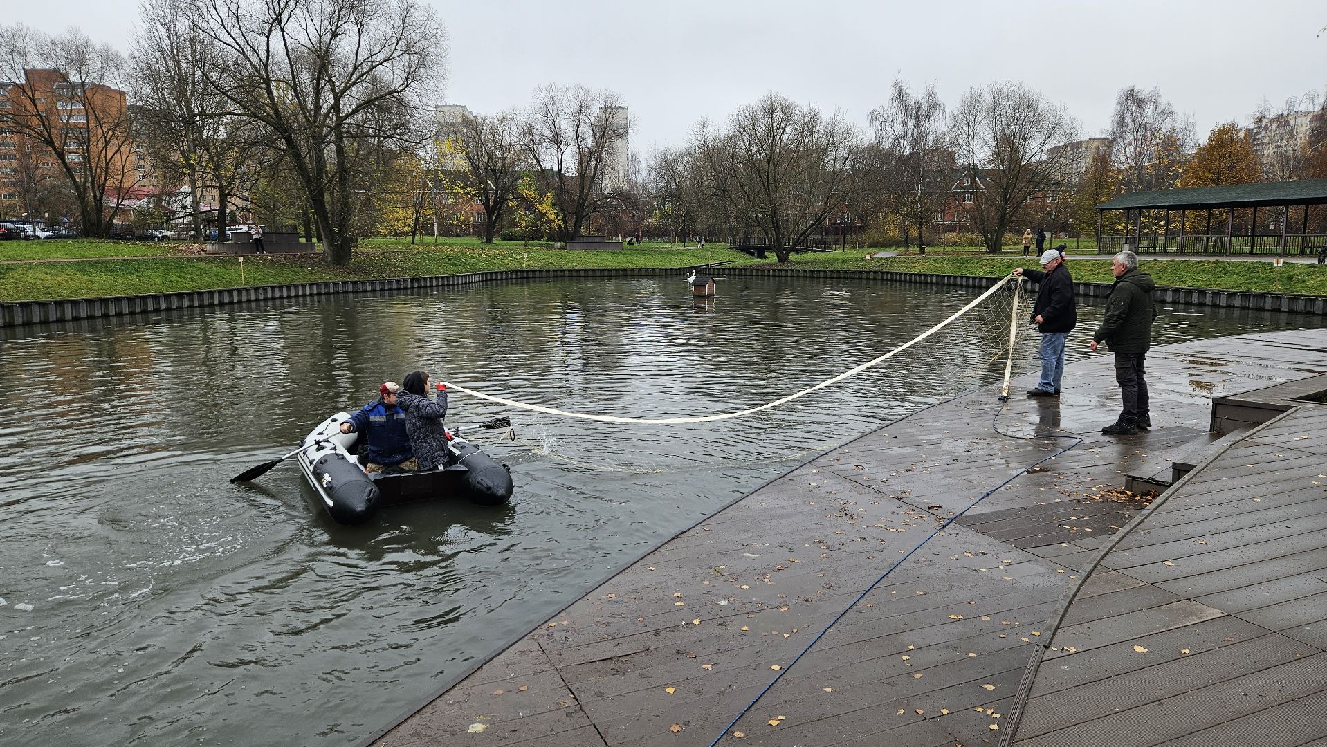 долгопрудный,центральный парк победы, лебеди, лебедь белая, иван да марья,усадьба брюса,