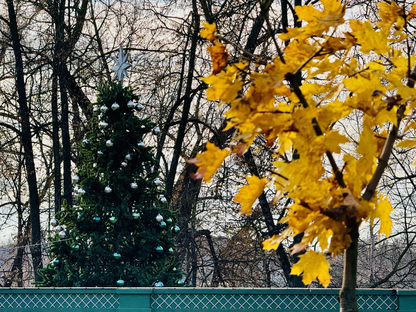 Раменское, раменский городской парк, новогодние елки, зима в подмосковье, Зима в Подмосковье 2025,