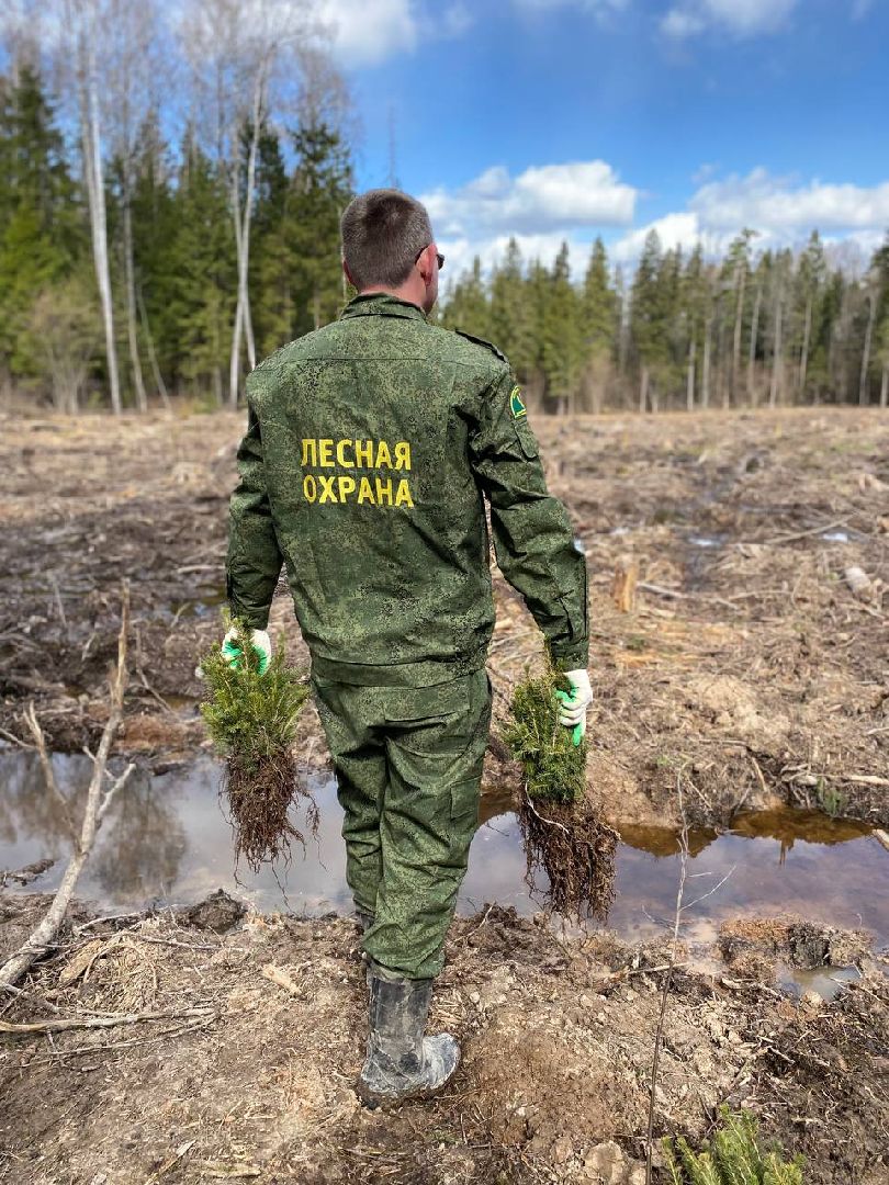 Мытищи, Лес Победы, Экология