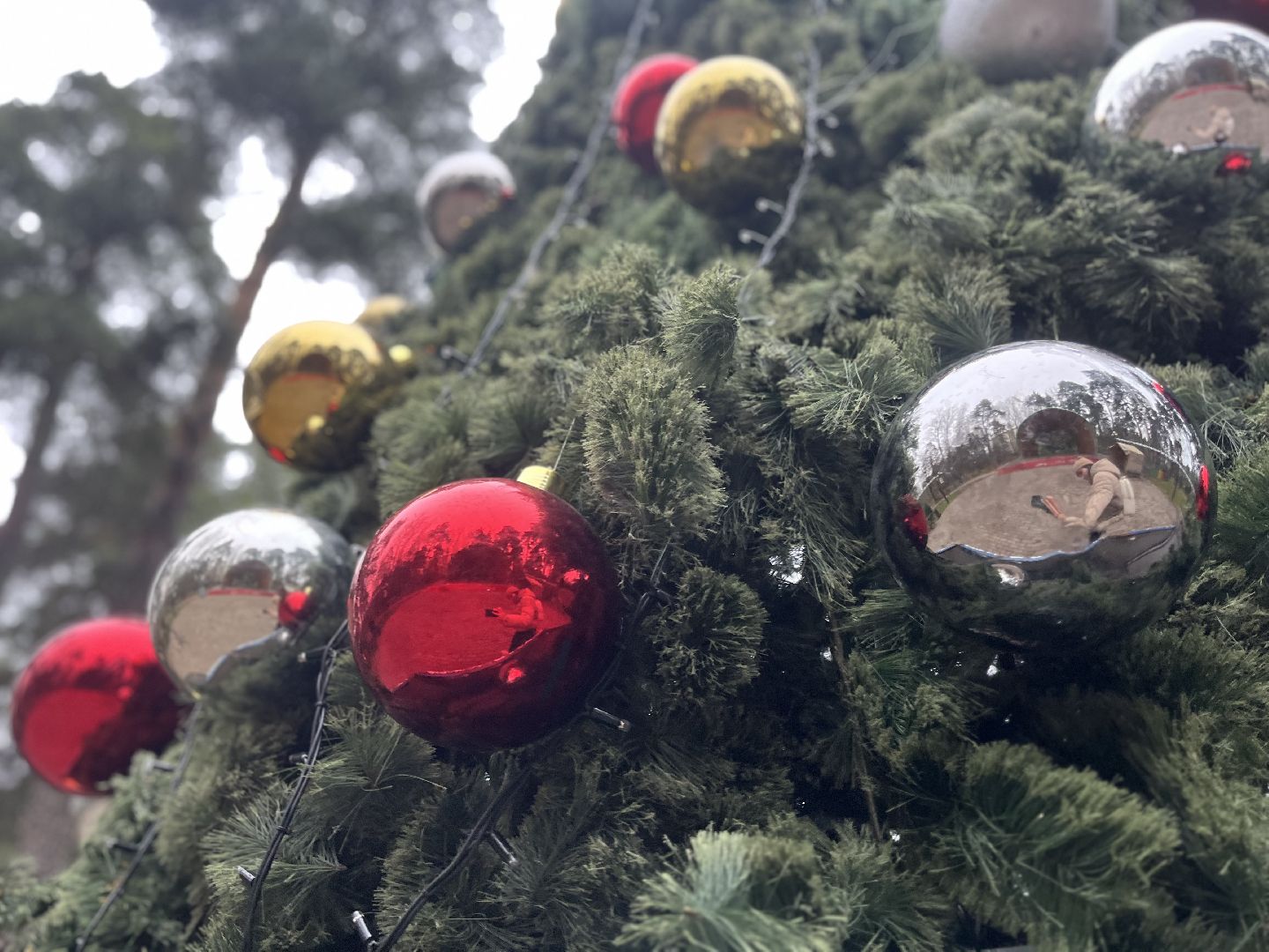 красногорск, ёлка,