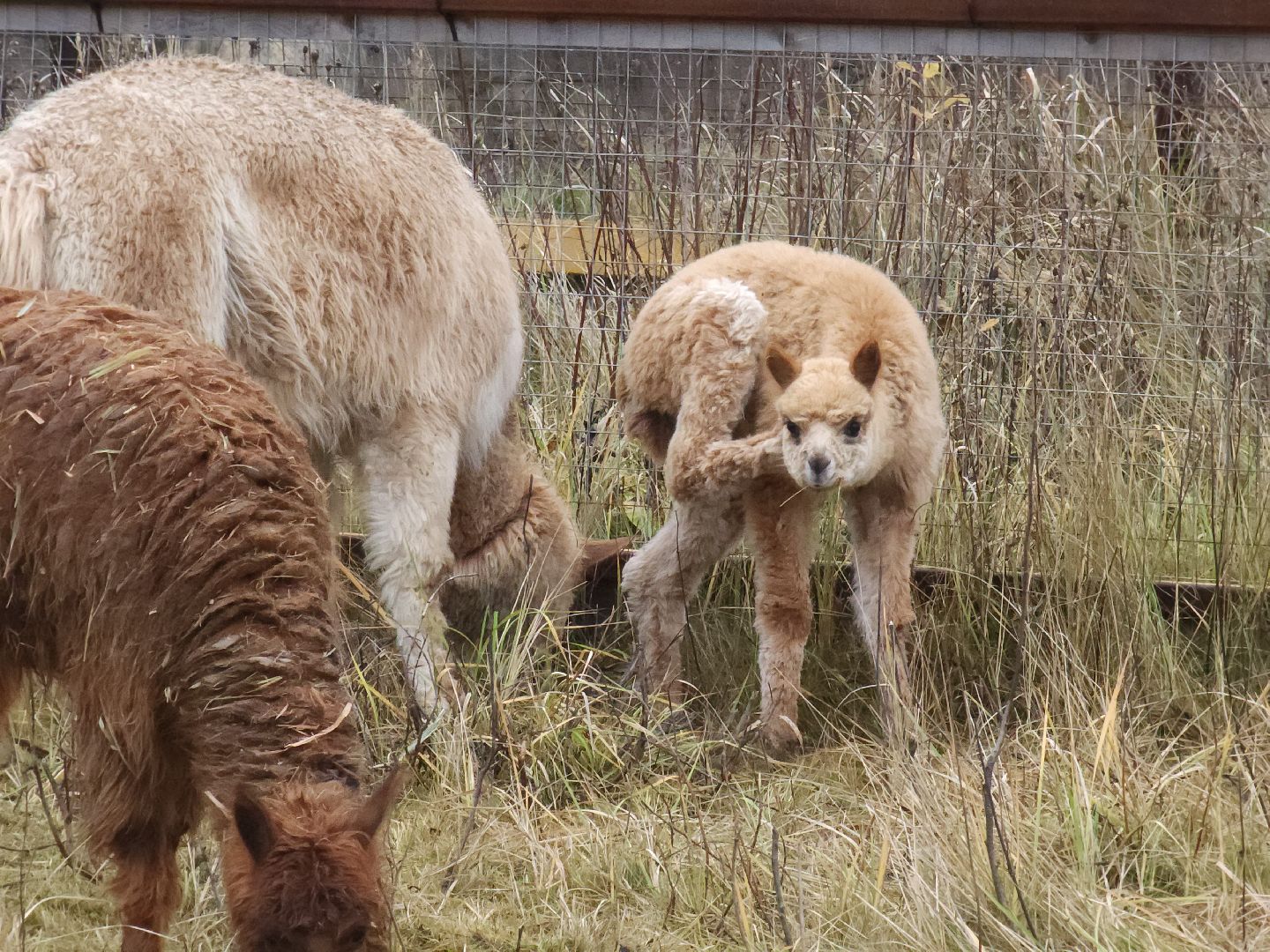 лосиный остров, мытищи,