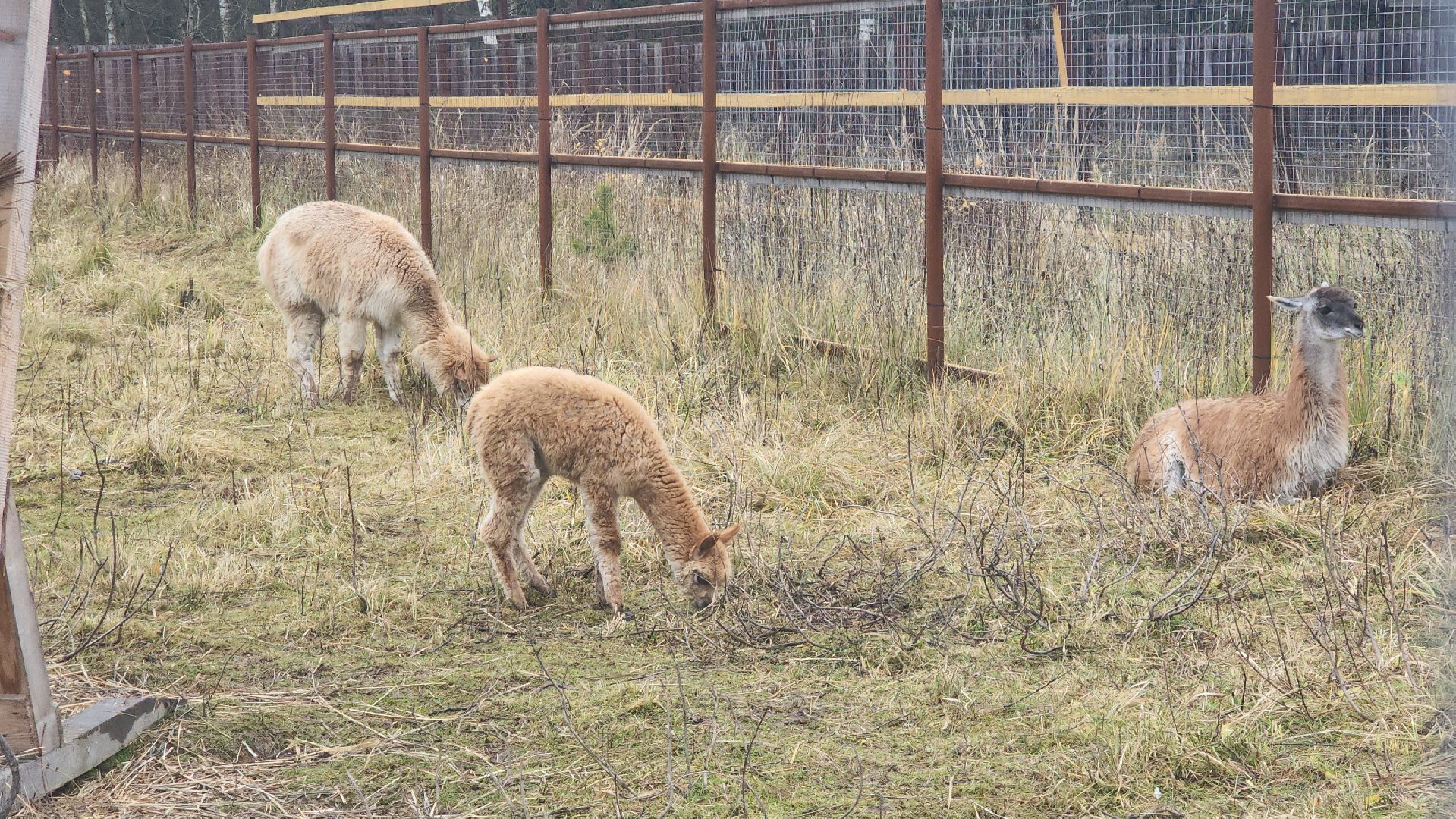 лосиный остров, мытищи,