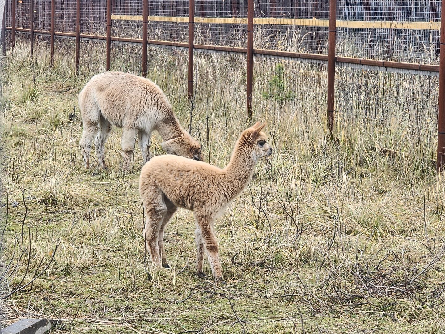 лосиный остров, мытищи,