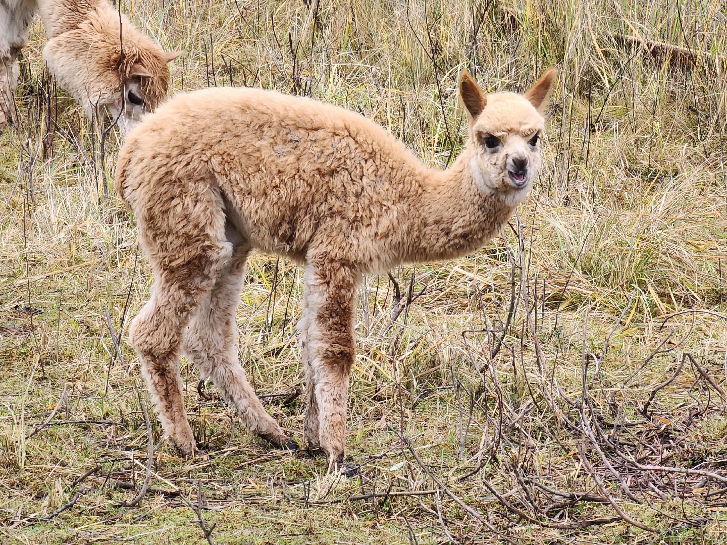 лосиный остров, мытищи,