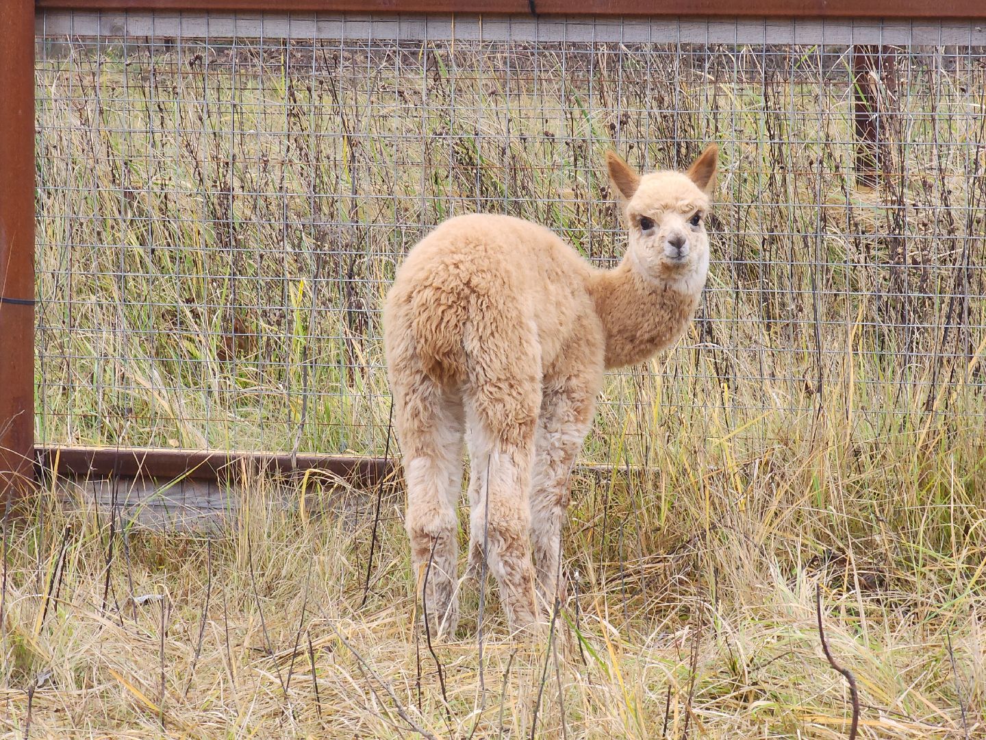 лосиный остров, мытищи,