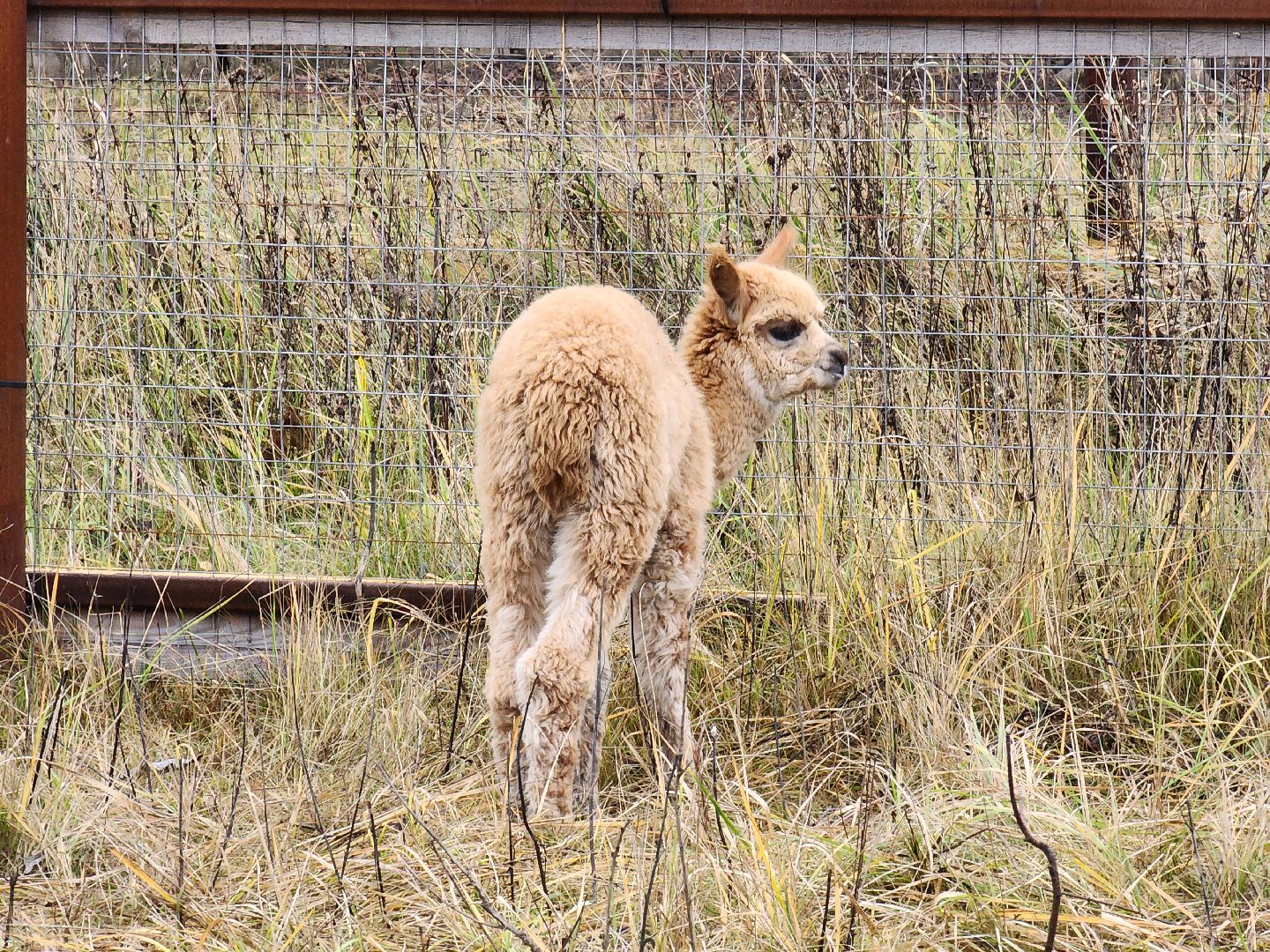 лосиный остров, мытищи,