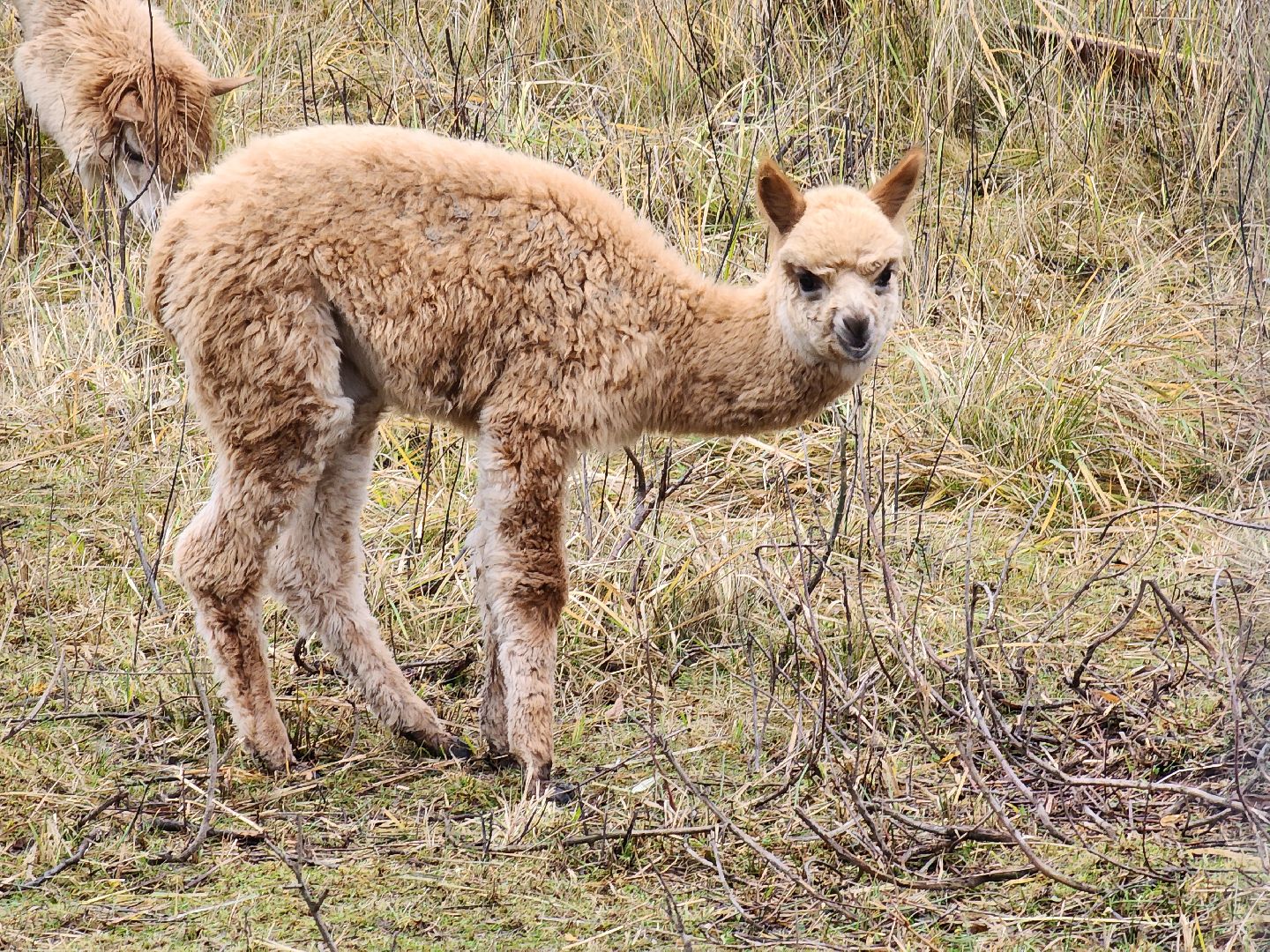 лосиный остров, мытищи,