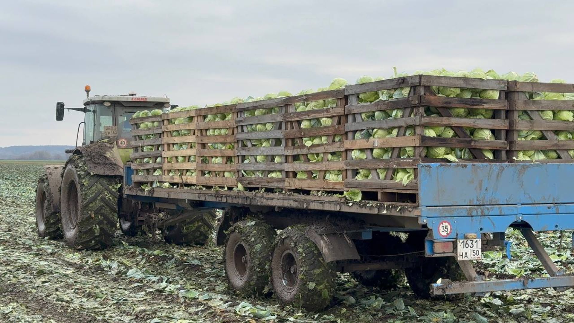 луховицы, сбор урожая, сельское хозяйство,