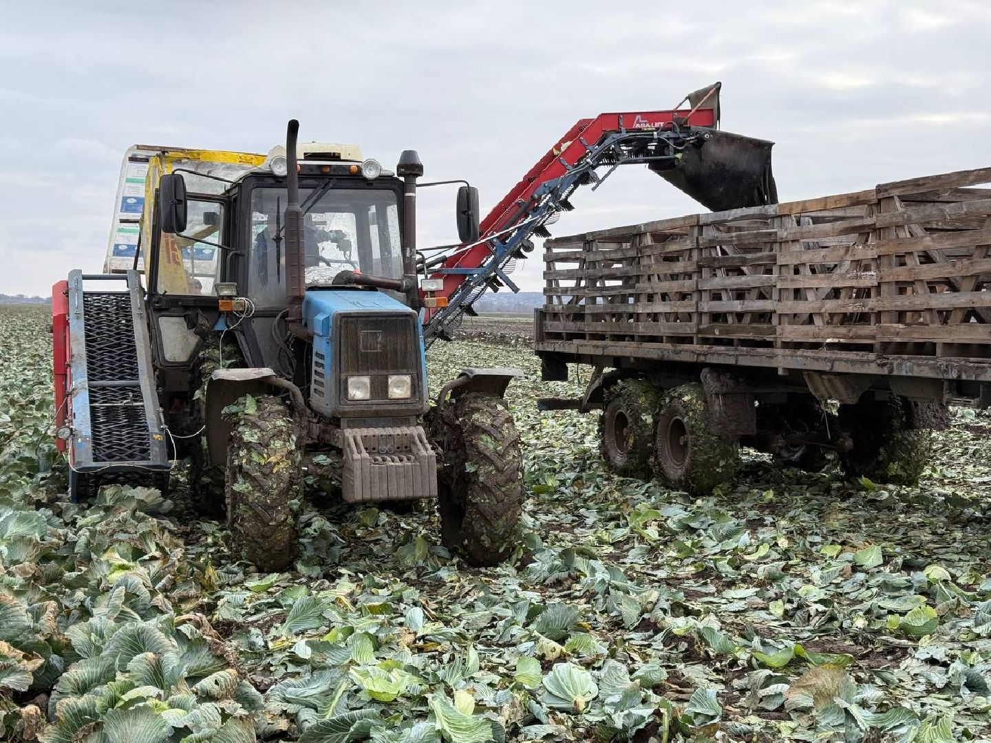 луховицы, сбор урожая, сельское хозяйство,