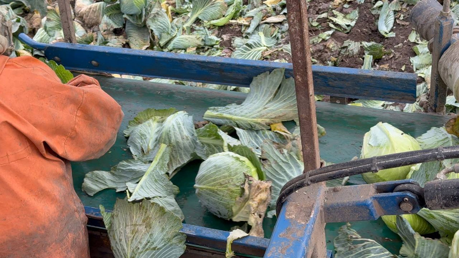 луховицы, сбор урожая, сельское хозяйство,