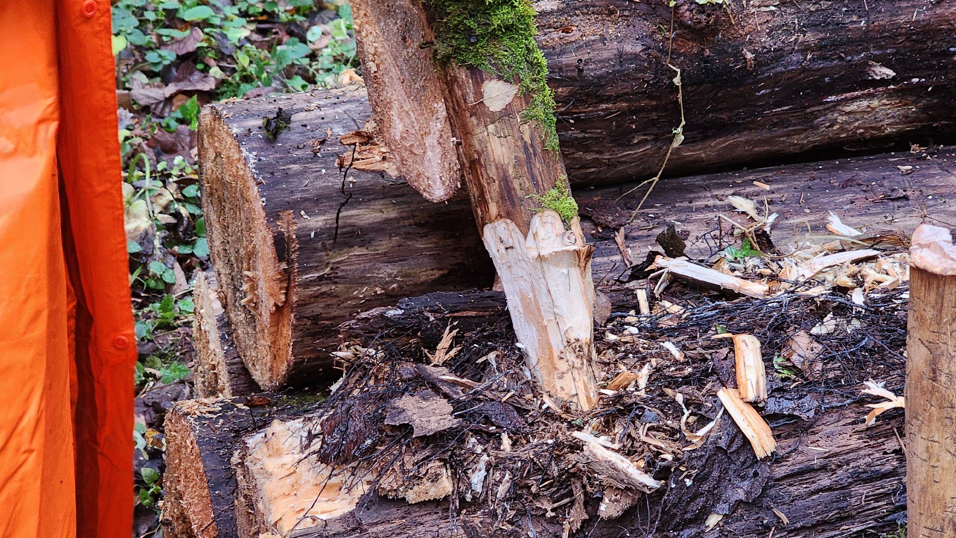 клин, солнечногорск, сенежское лесничество, санитарная вырубка леса,