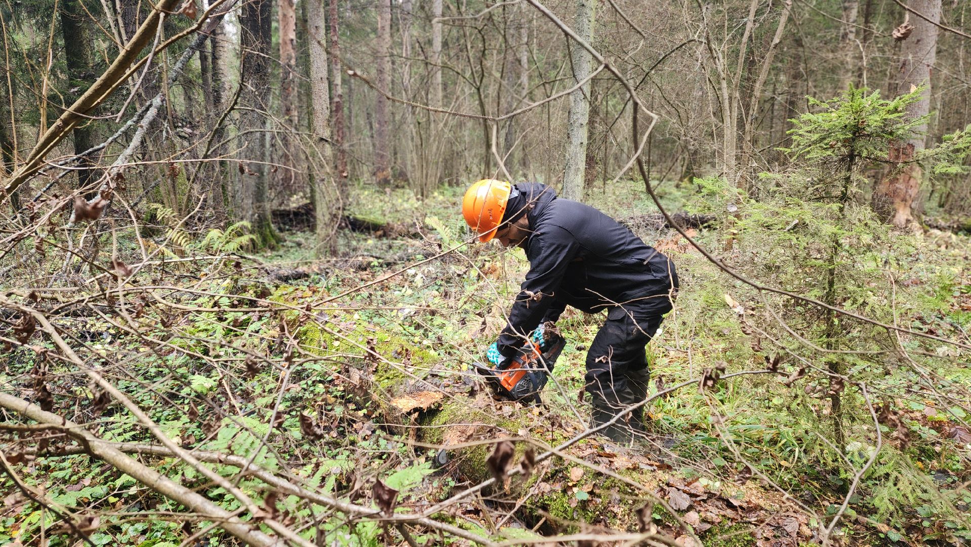 клин, солнечногорск, сенежское лесничество, санитарная вырубка леса,