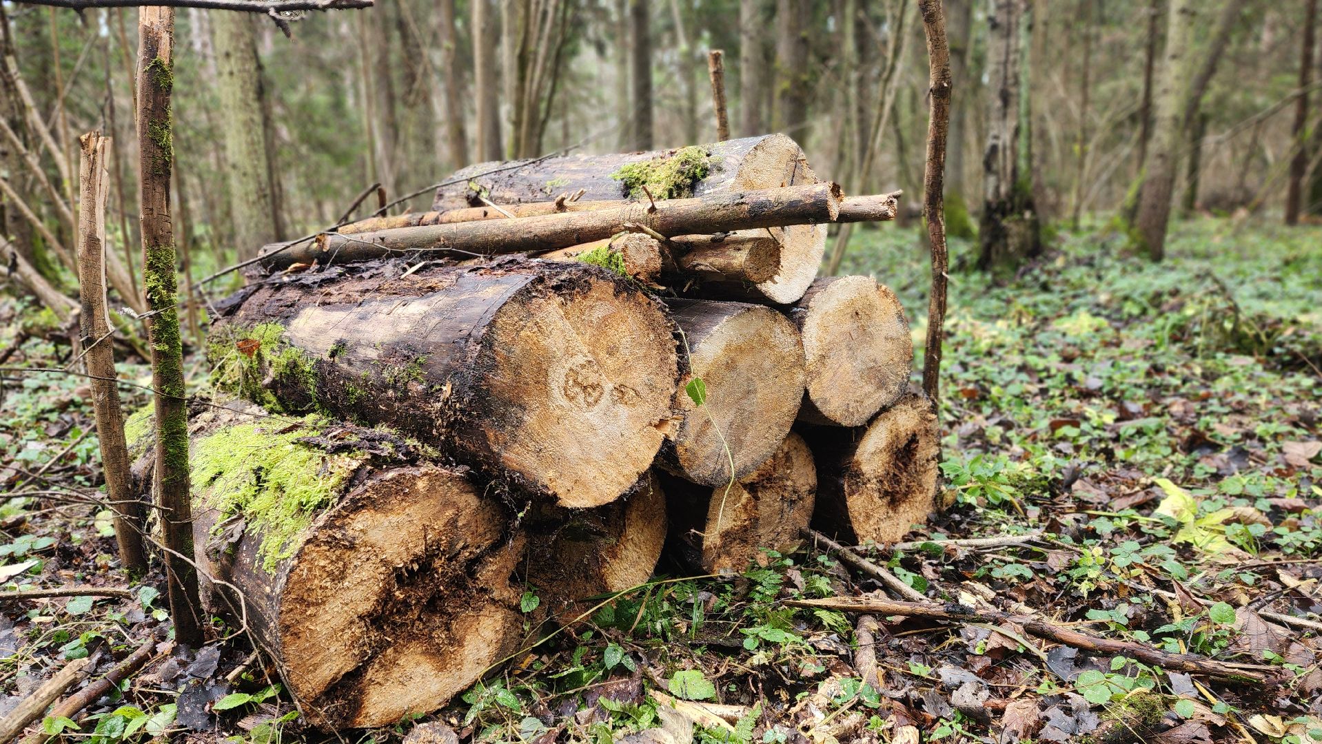 клин, солнечногорск, сенежское лесничество, санитарная вырубка леса,