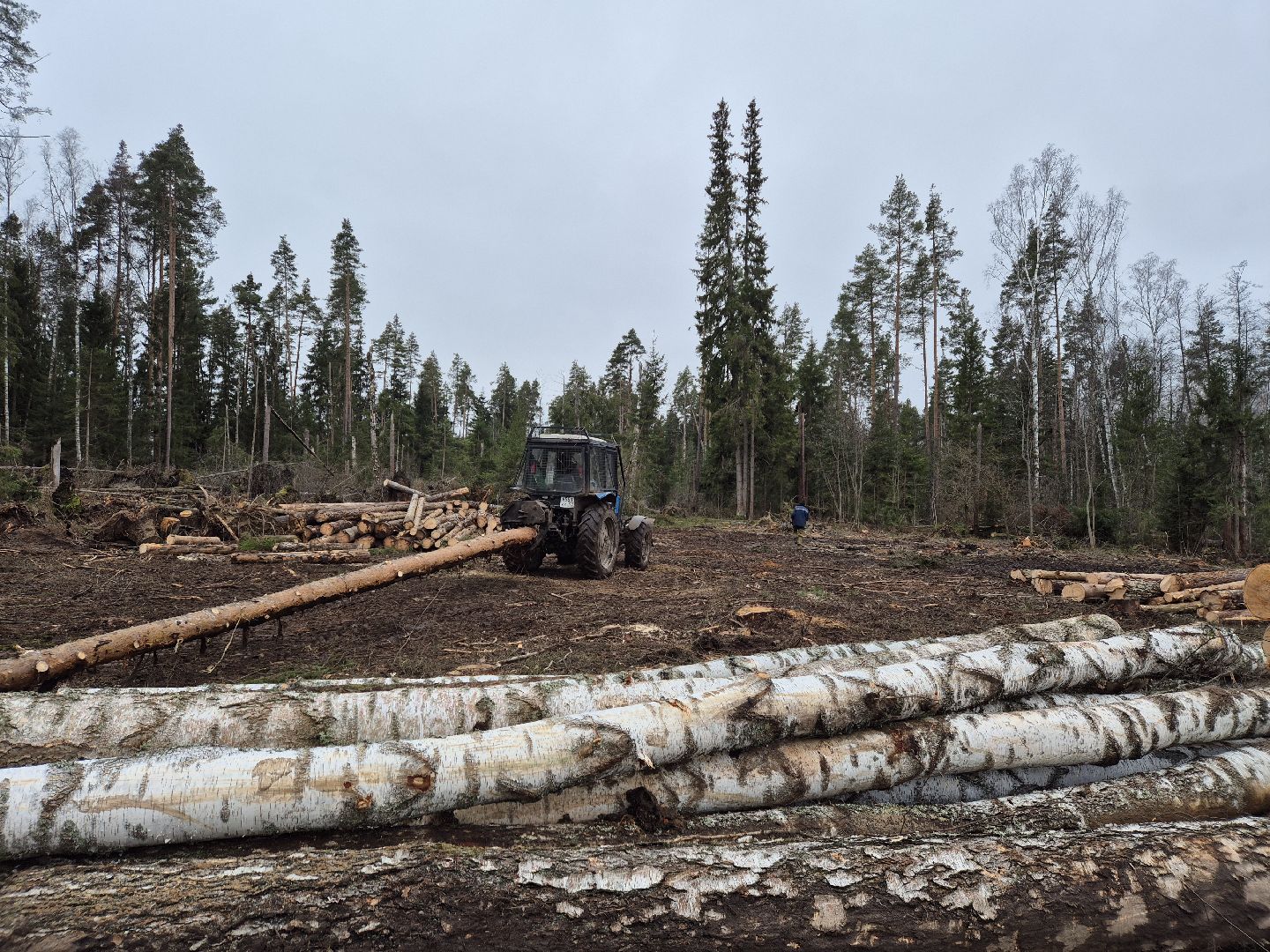 санитарная рубка леса, орехово-зуевский округ,