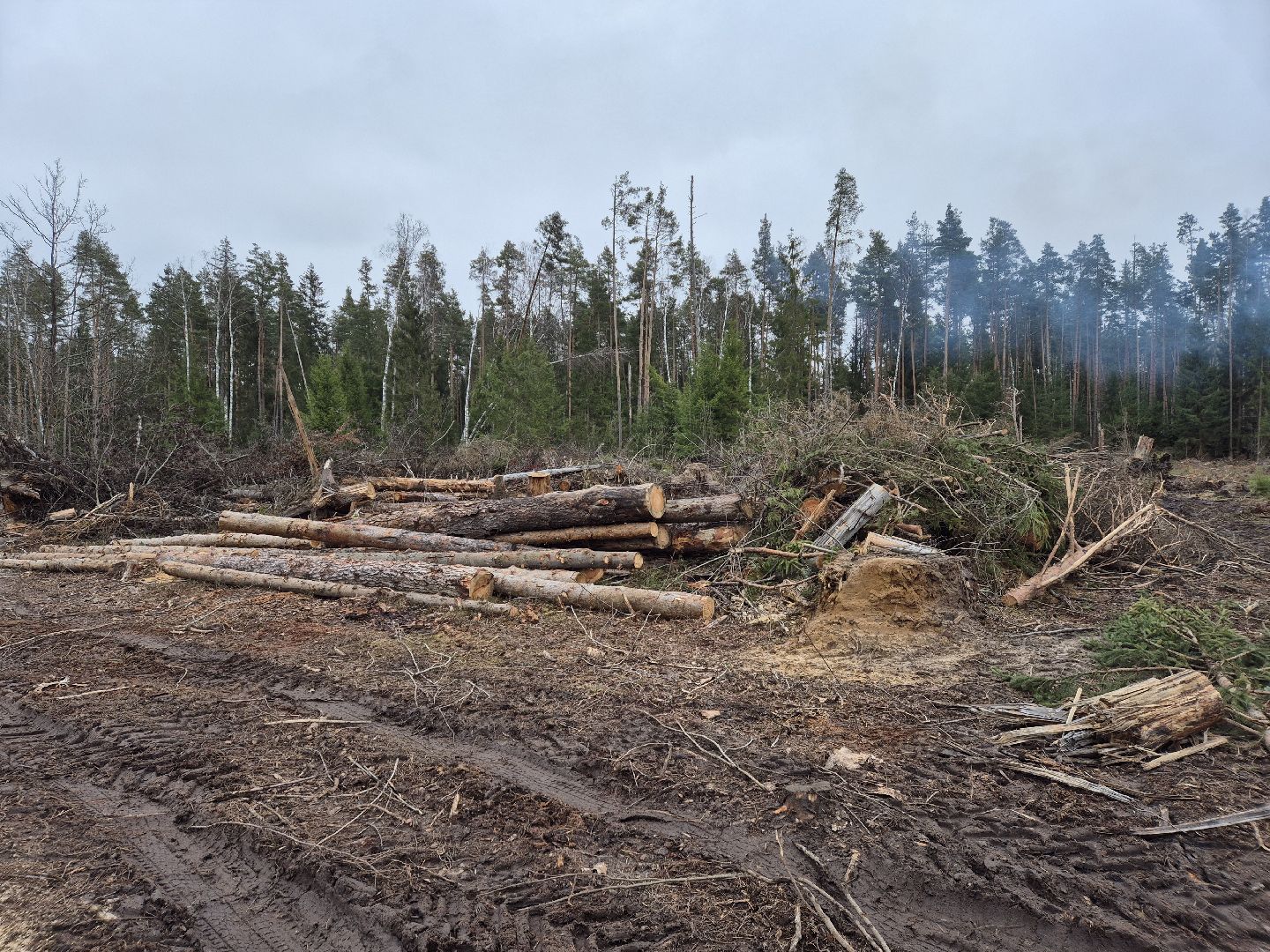 санитарная рубка леса, орехово-зуевский округ,