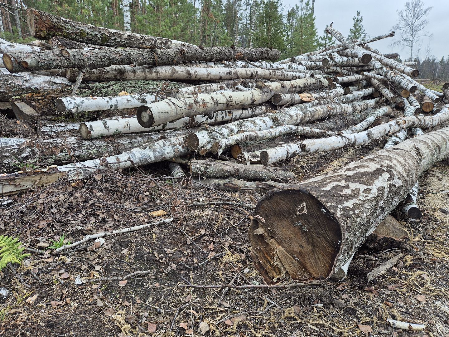 санитарная рубка леса, орехово-зуевский округ,