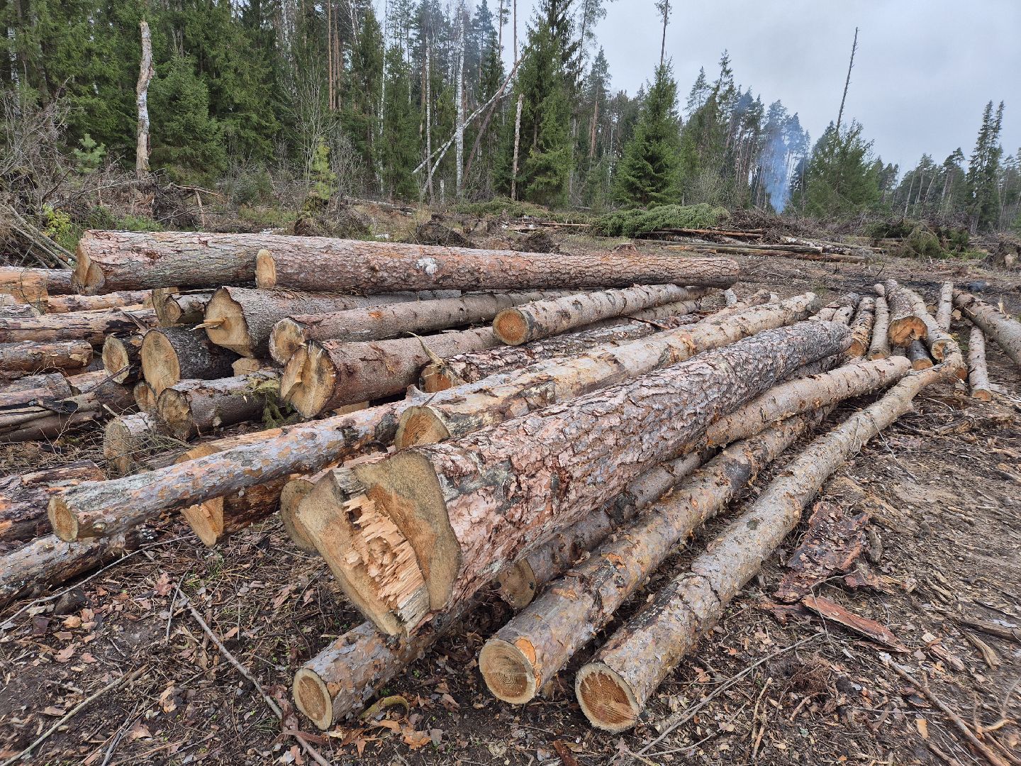 санитарная рубка леса, орехово-зуевский округ,