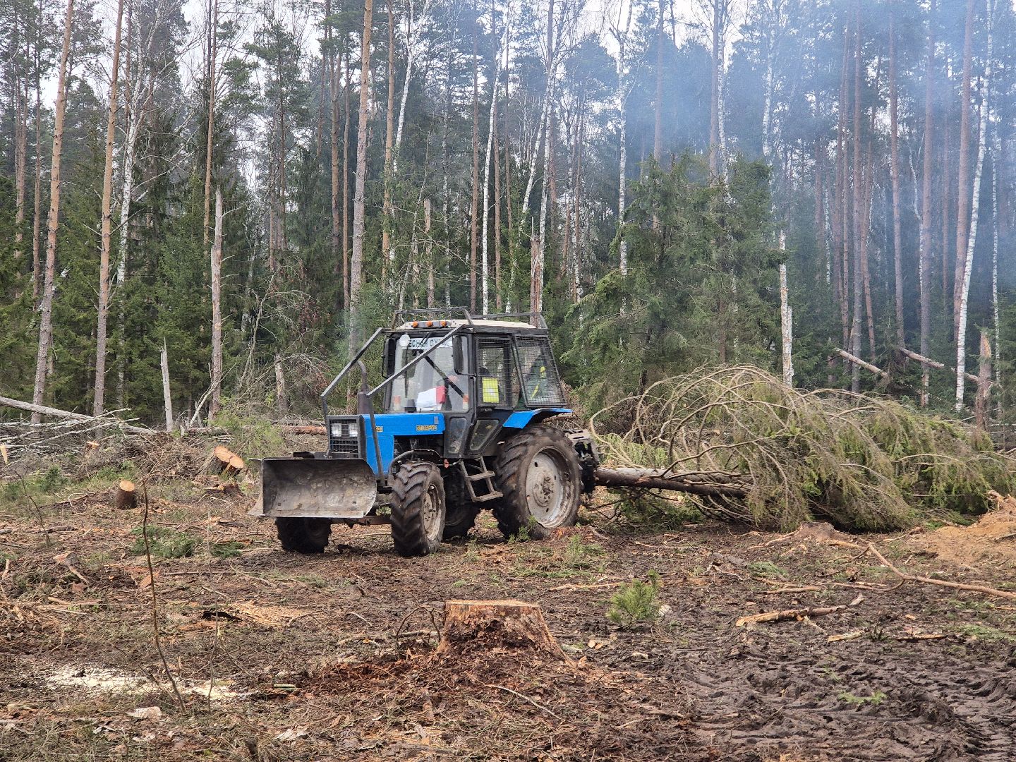 санитарная рубка леса, орехово-зуевский округ,