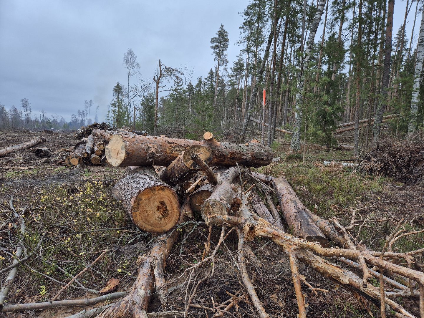 санитарная рубка леса, орехово-зуевский округ,