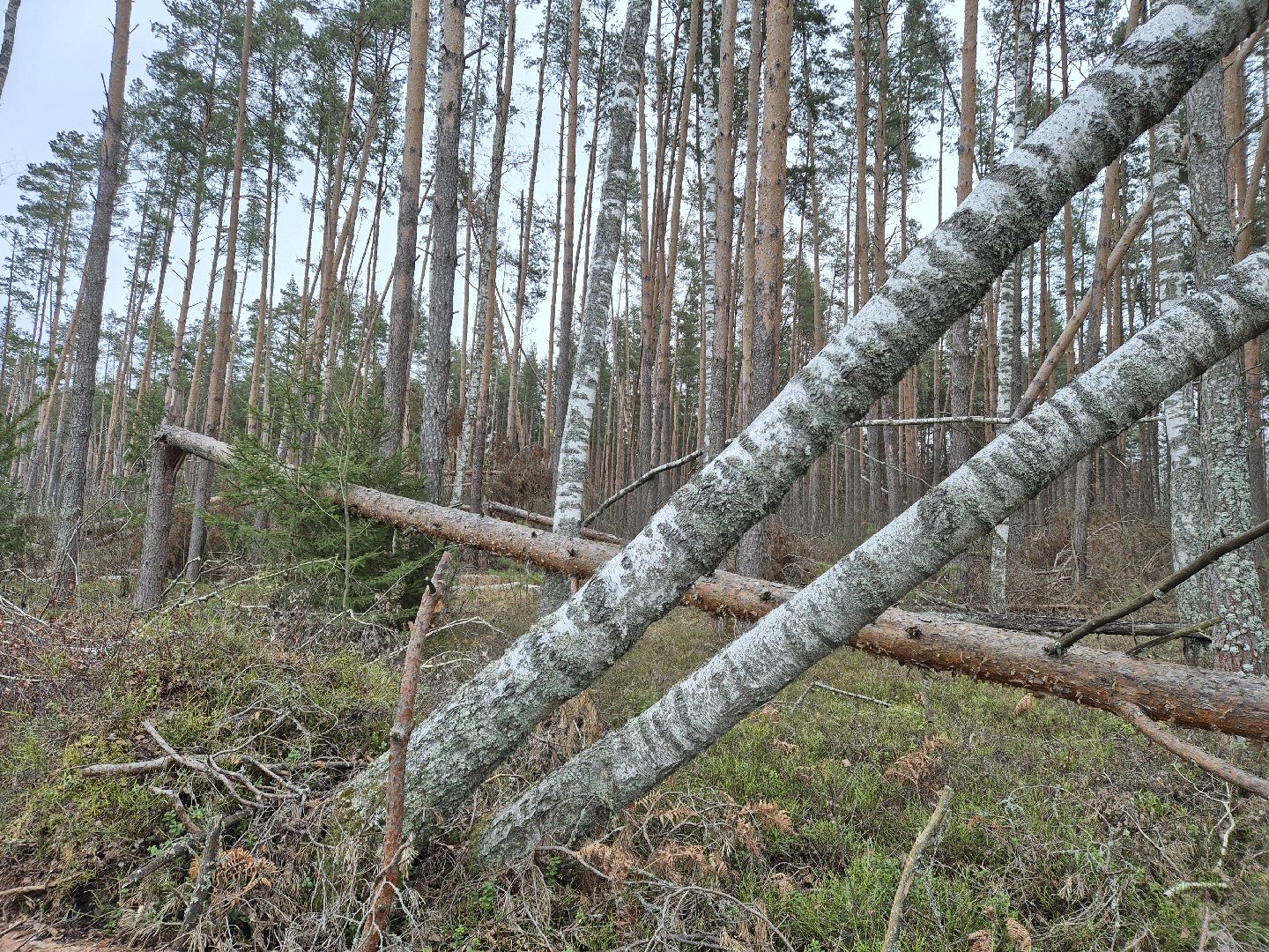 санитарная рубка леса, орехово-зуевский округ,