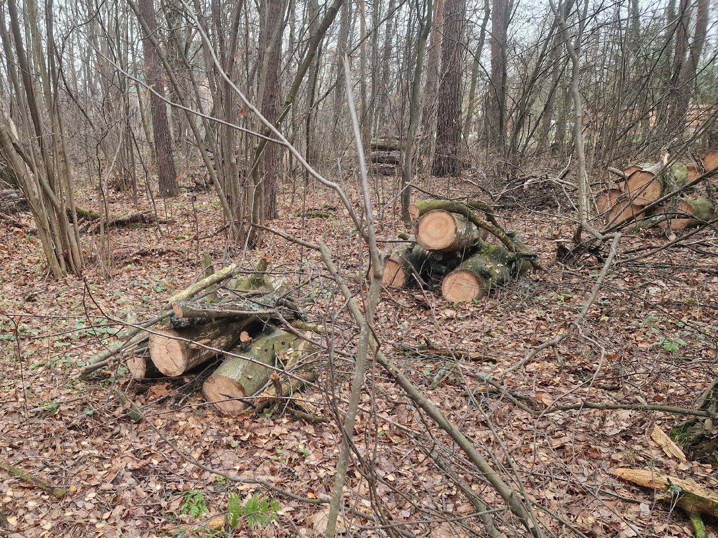 воскресенск, уборка леса,