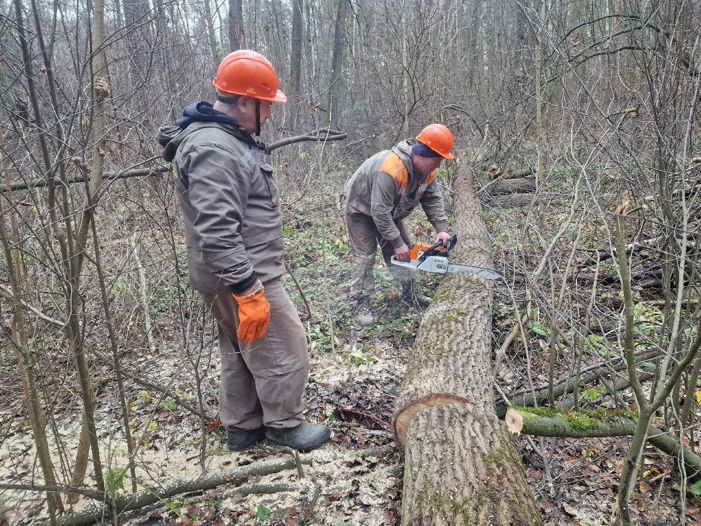воскресенск, уборка леса,