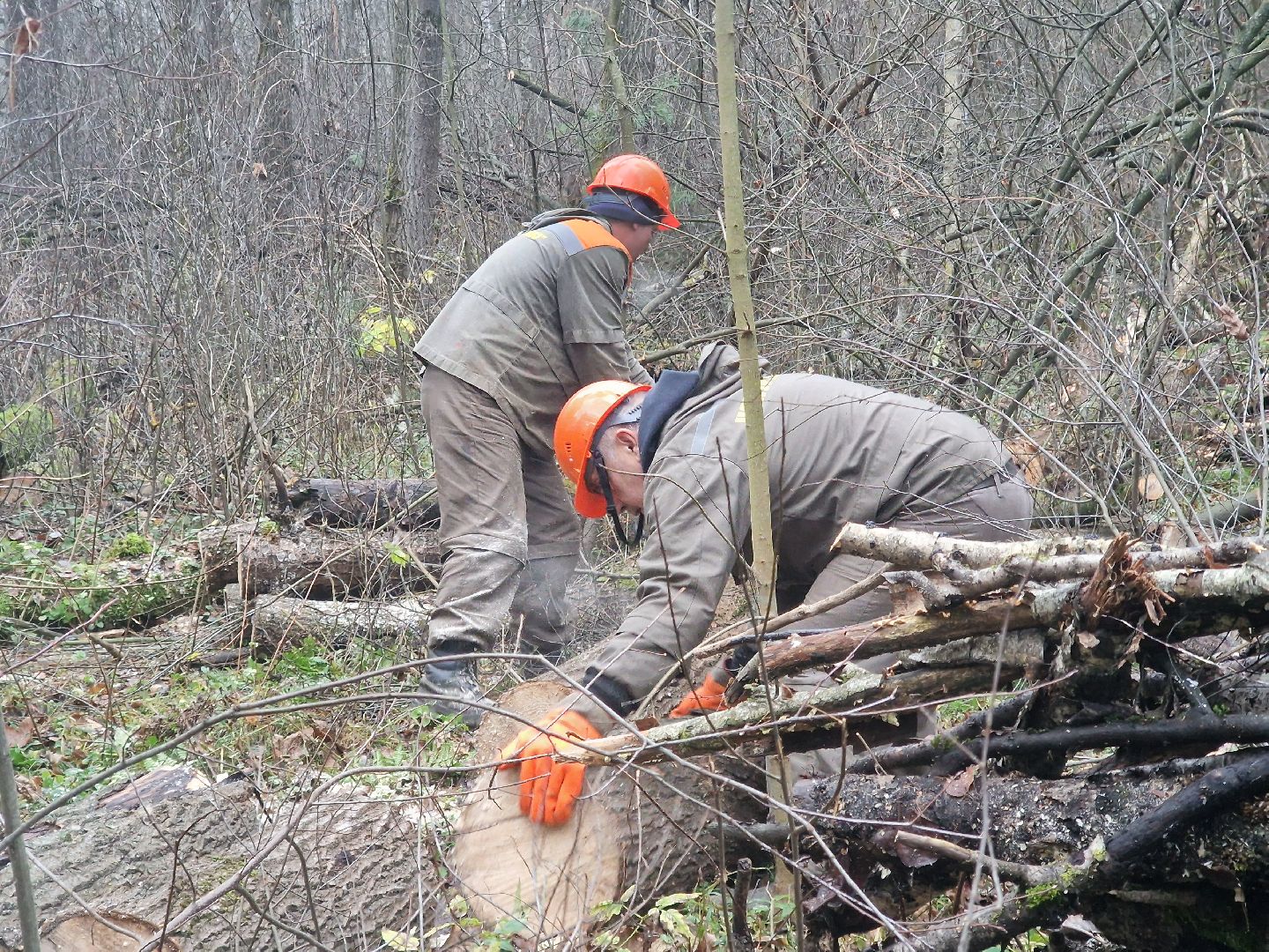 воскресенск, уборка леса,