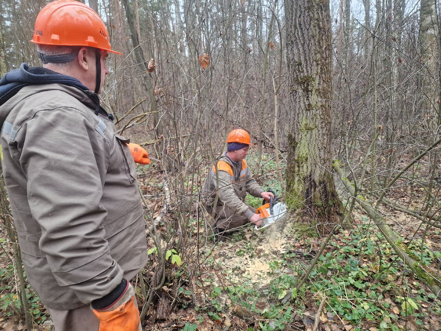 воскресенск, уборка леса,