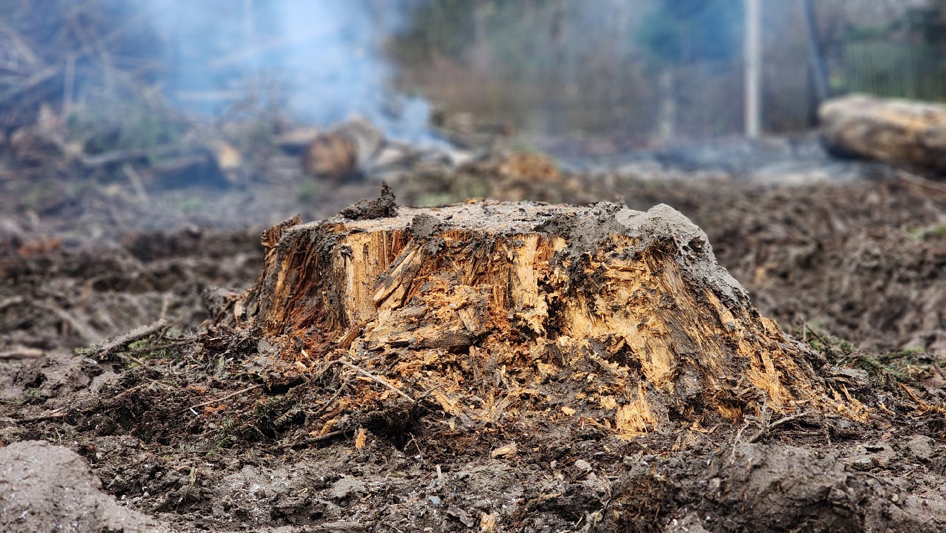 Руза , Лесничие, Экология , Санитарная вырубка леса,