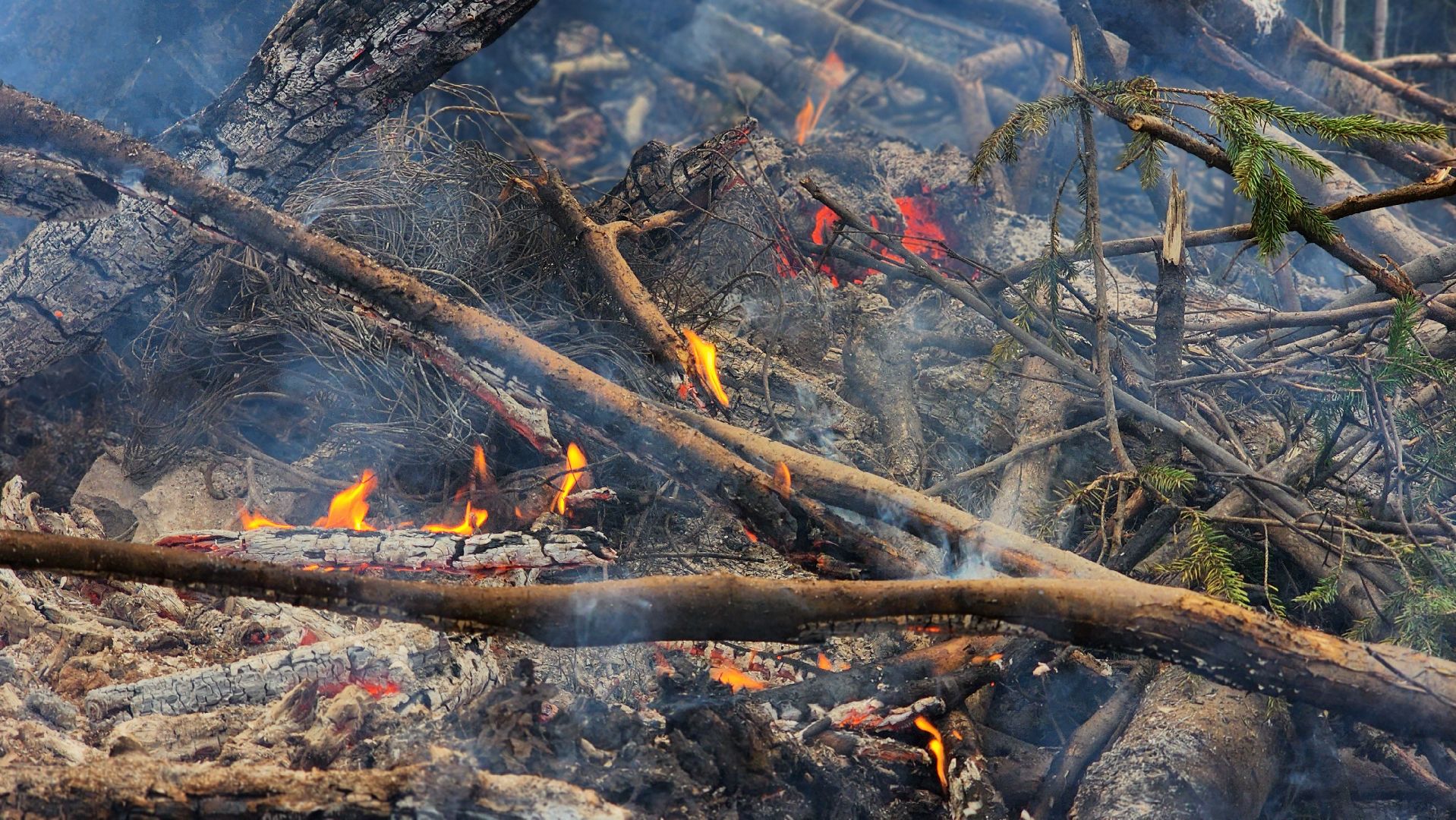 Руза , Лесничие, Экология , Санитарная вырубка леса,