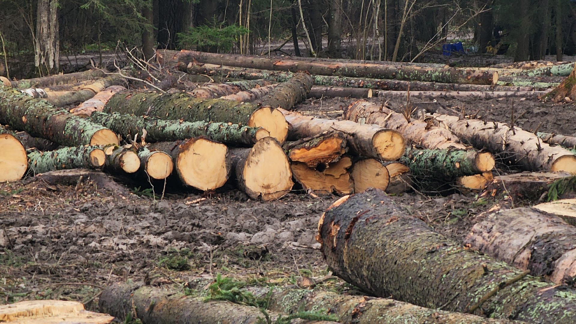 Руза , Лесничие, Экология , Санитарная вырубка леса,