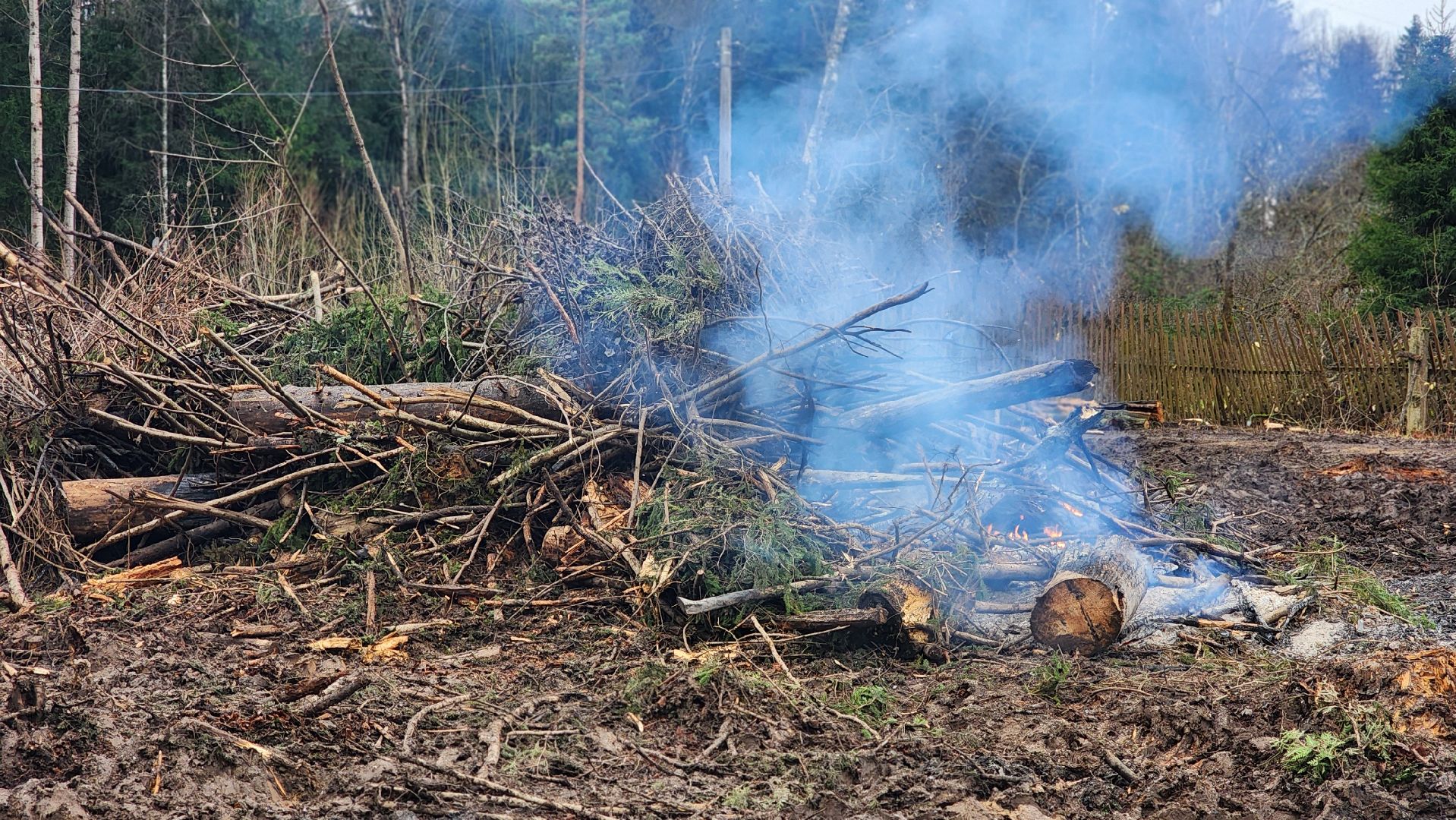 Руза , Лесничие, Экология , Санитарная вырубка леса,