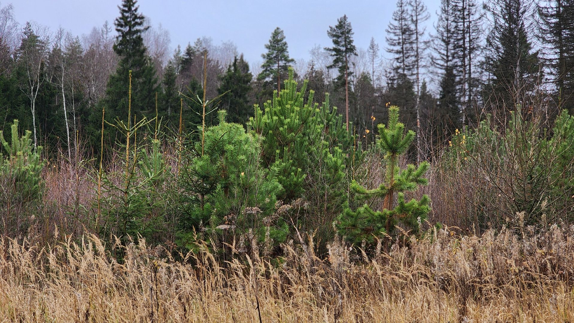 Руза , Лесничие, Экология , Санитарная вырубка леса,