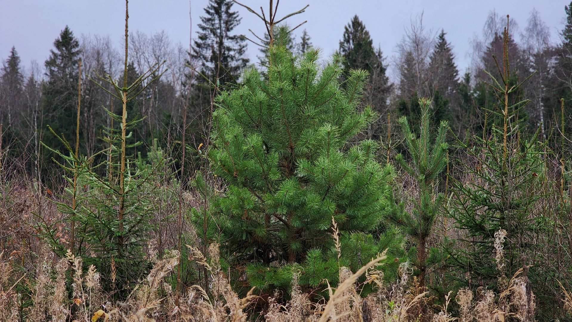 Руза , Лесничие, Экология , Санитарная вырубка леса,