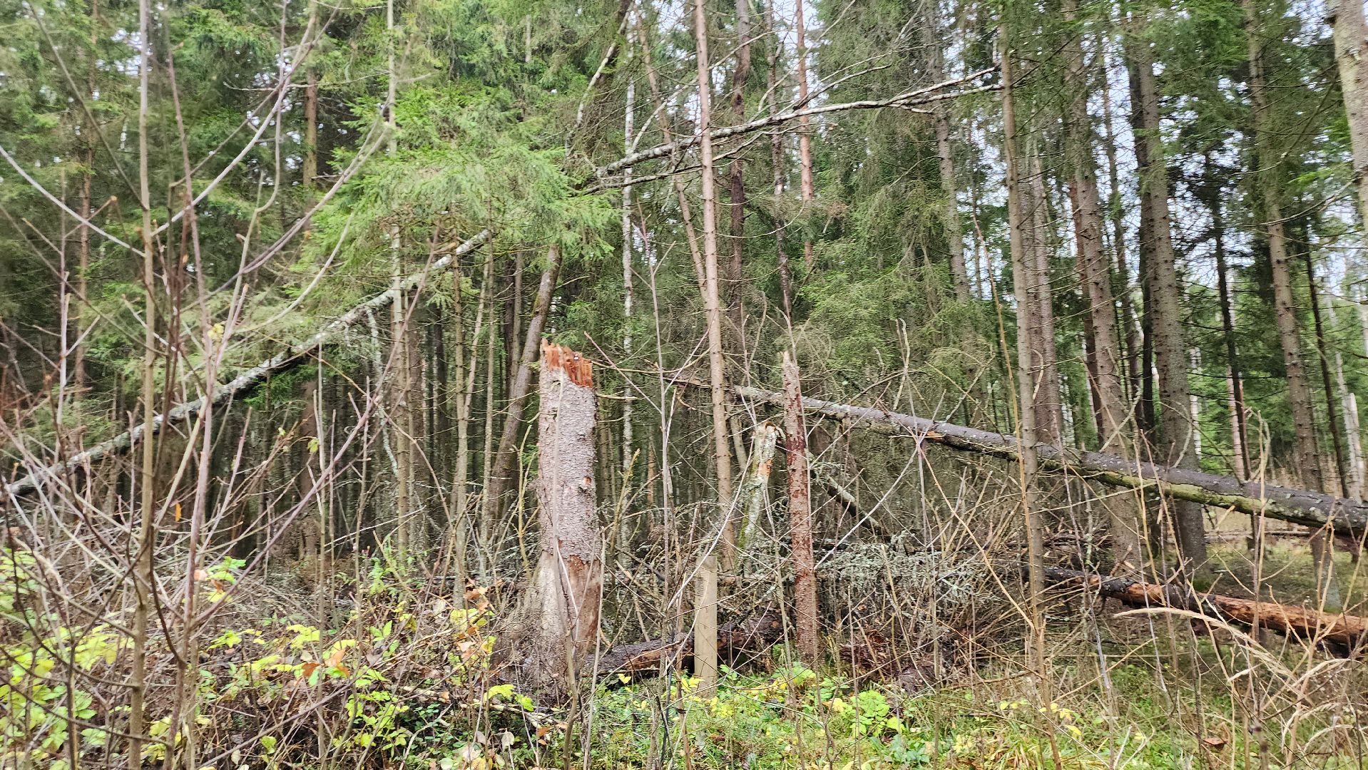 Руза , Лесничие, Экология , Санитарная вырубка леса,