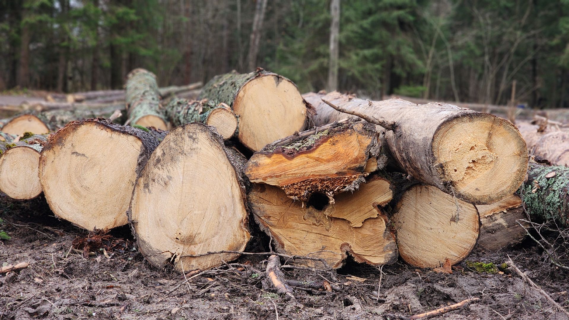 Руза , Лесничие, Экология , Санитарная вырубка леса,
