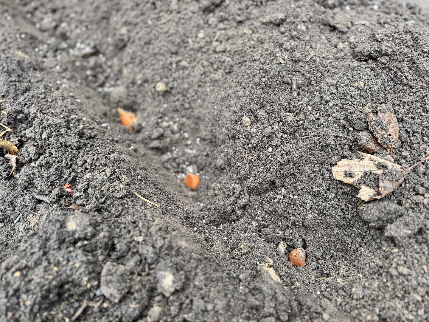 шаховская, посадка растений, тюльпаны,