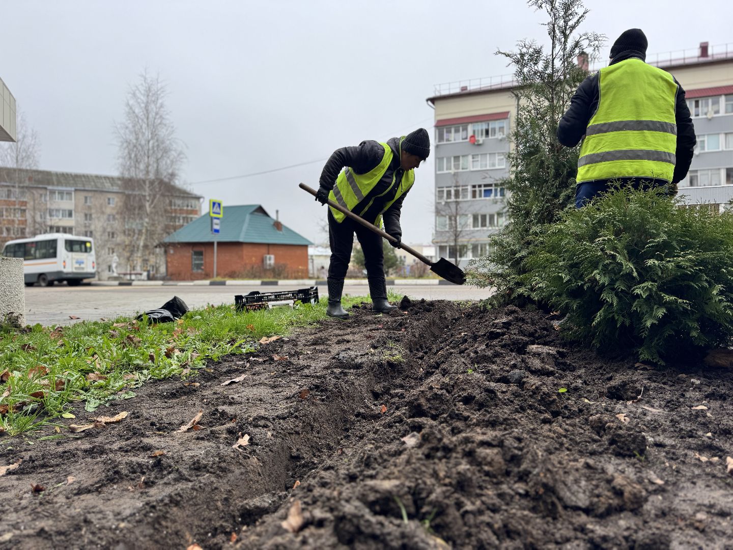 шаховская, посадка растений, тюльпаны,