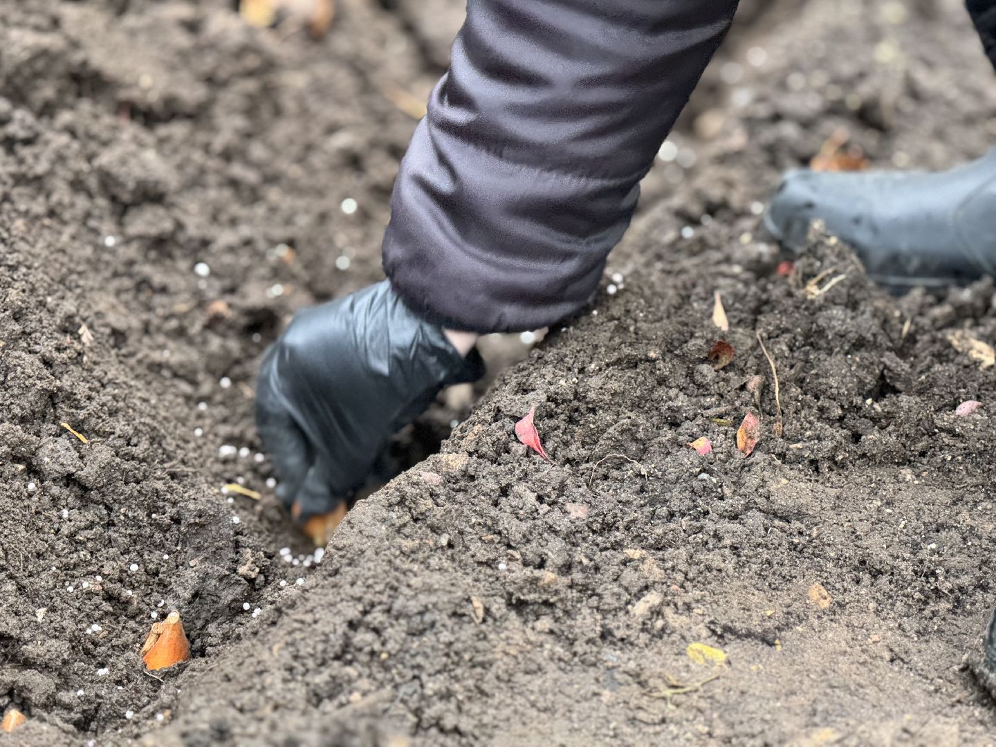 шаховская, посадка растений, тюльпаны,